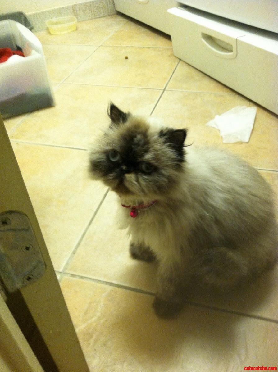 Kitty Face Looks Like She Got Hit by a Bus.