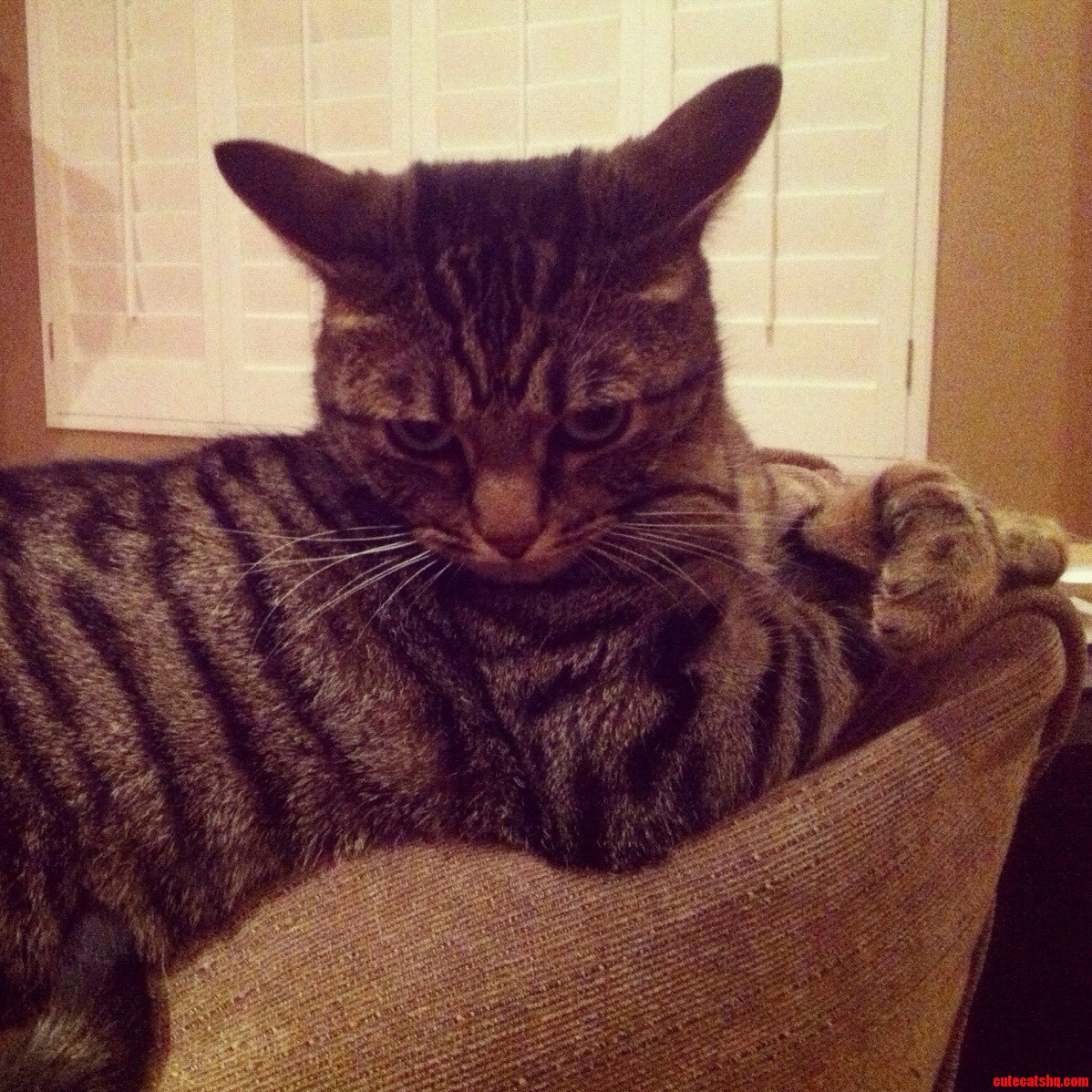 Kitty Got in Trouble Now Shes Pouting.