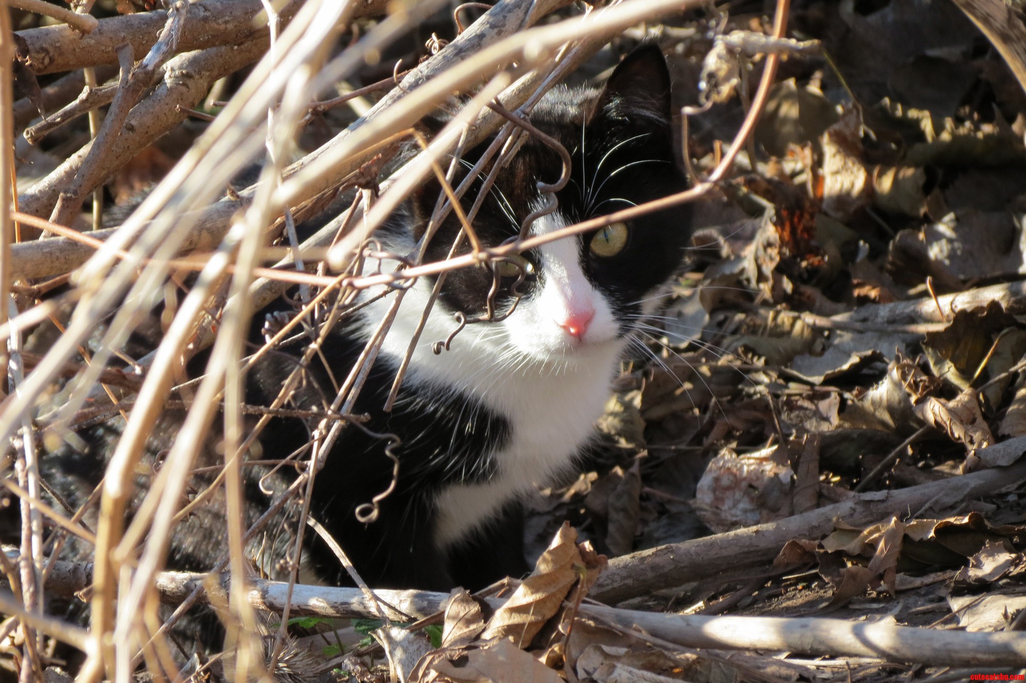 Kitty in Autumn
