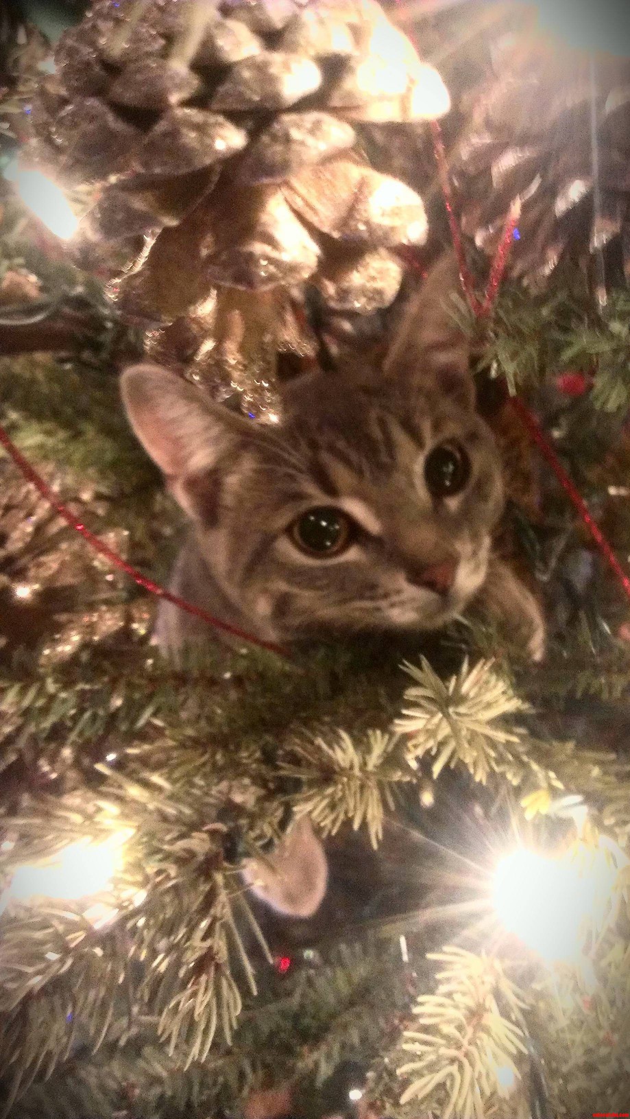 Kitty in the Tree.