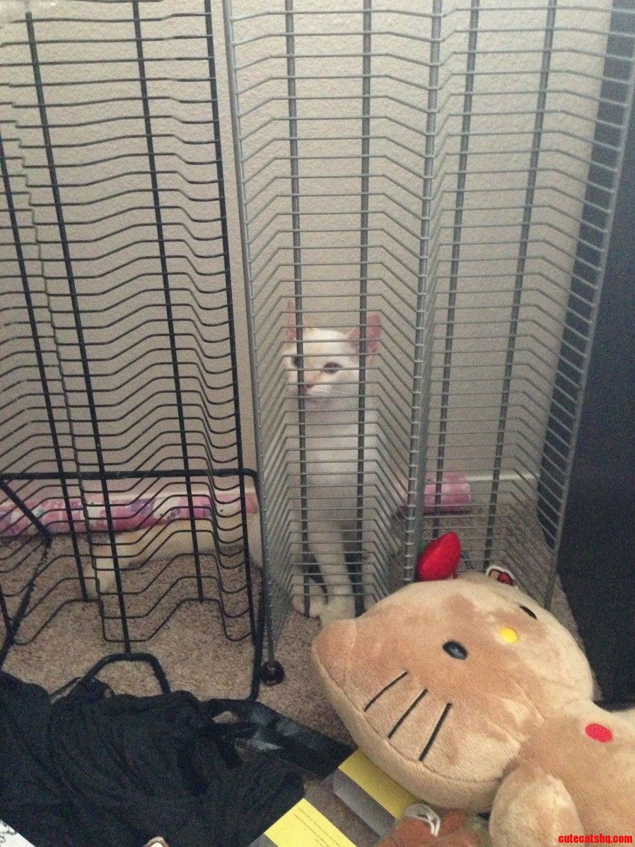 Kitty Jail