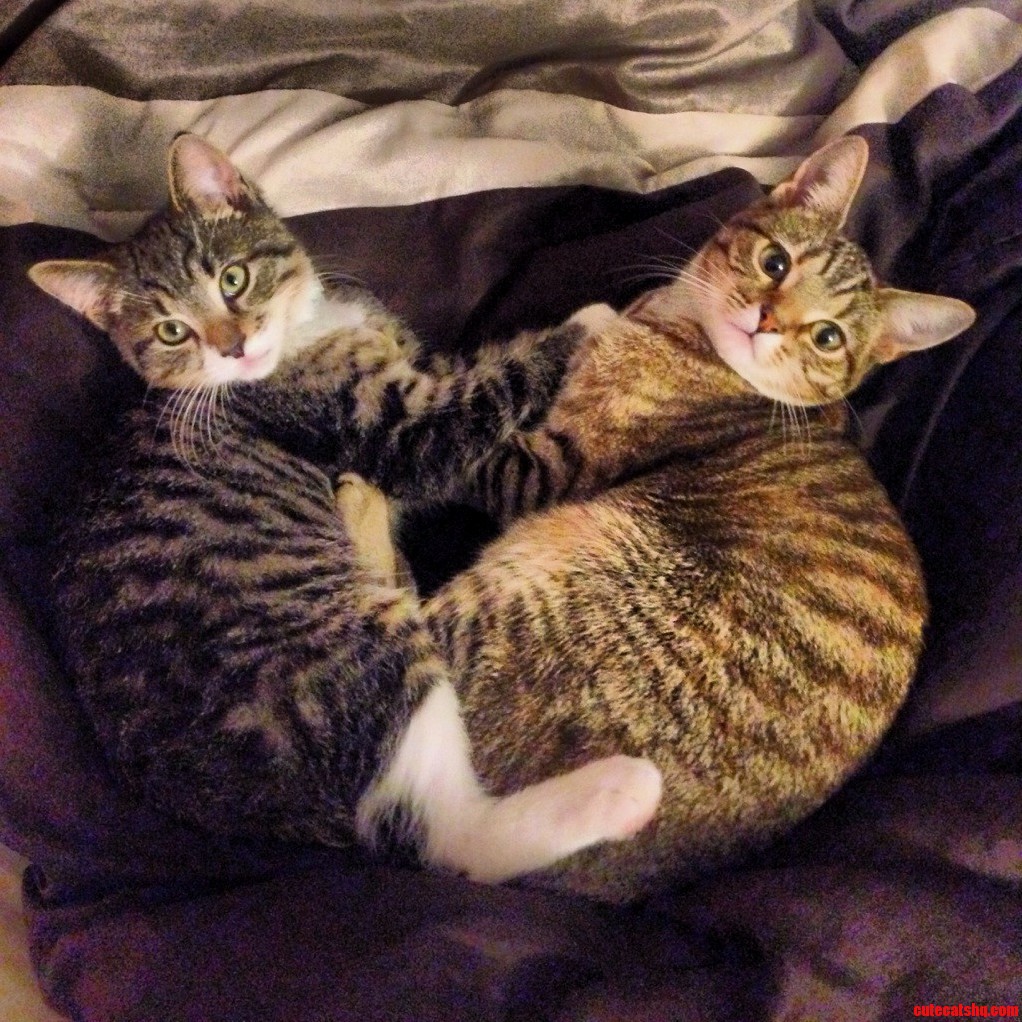 Kitty Love
