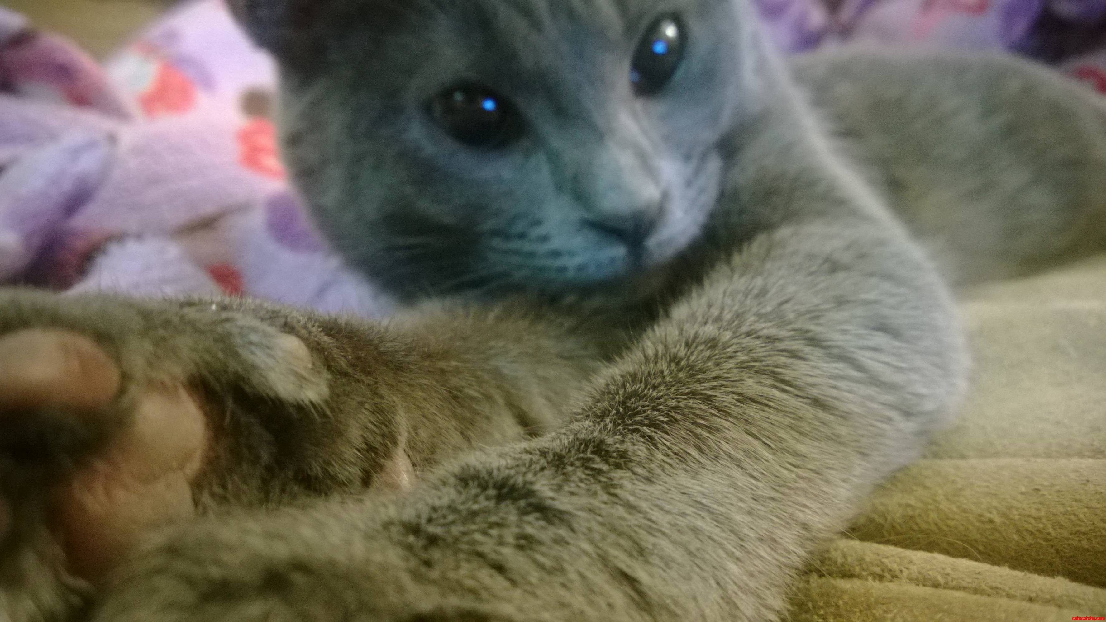 Kitty Selfie