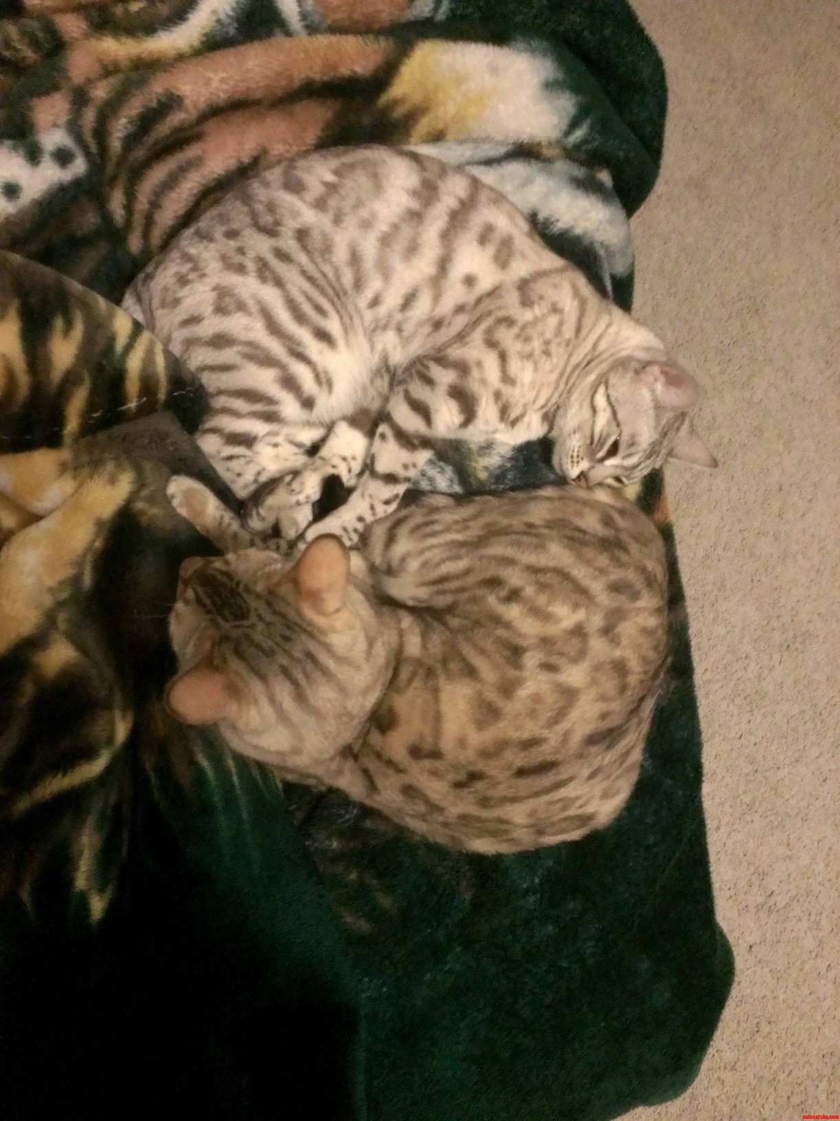 Kitty Ying Yang