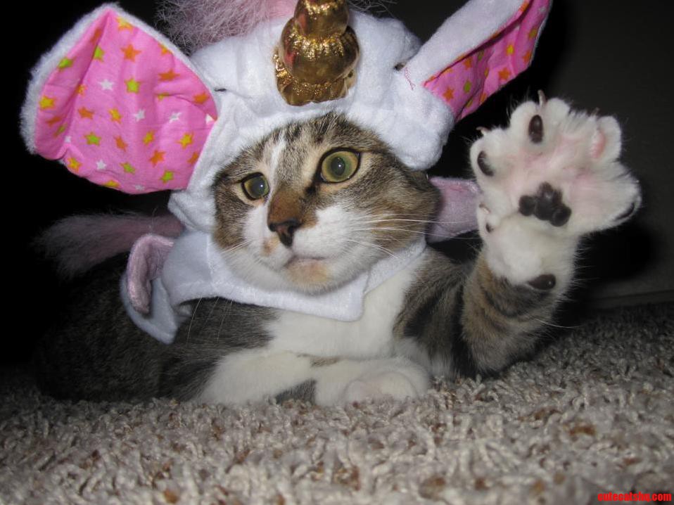 Kittys First Halloween