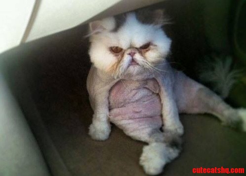 Larry the Mad Cat