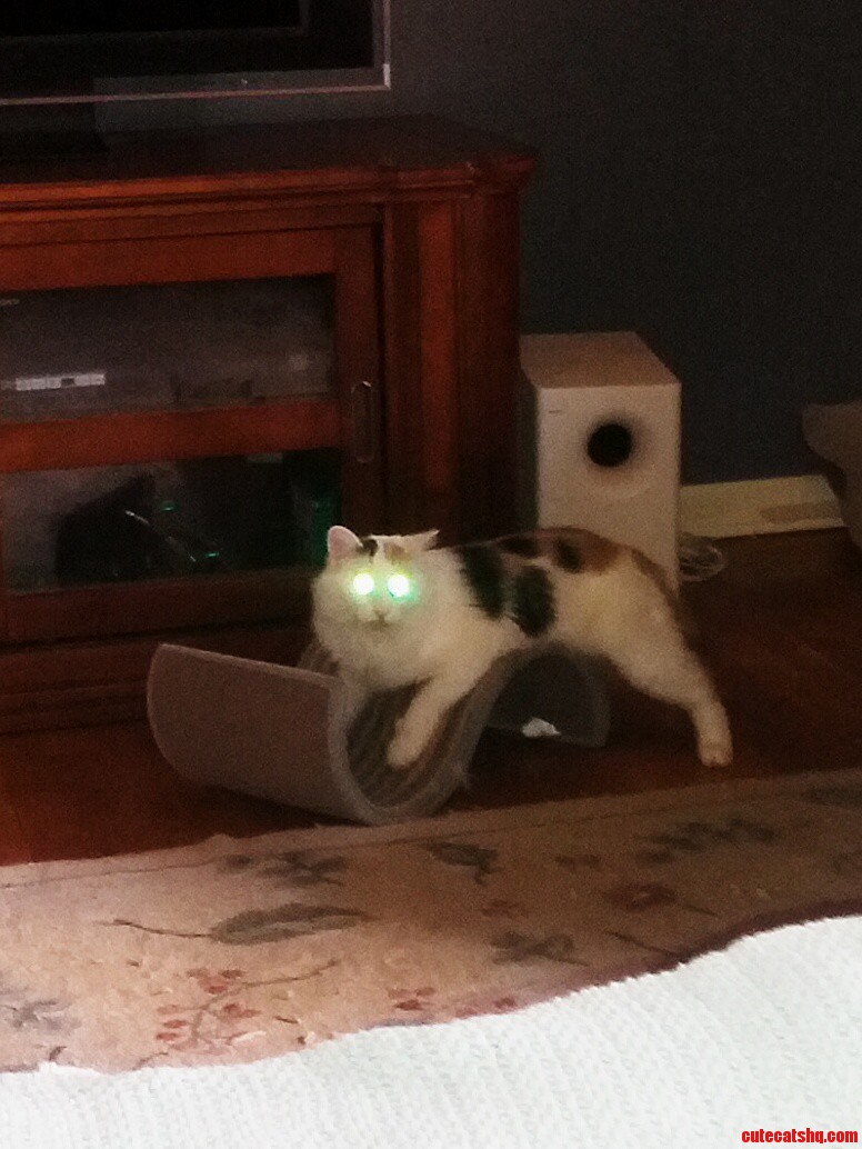 Laser Cat Is High