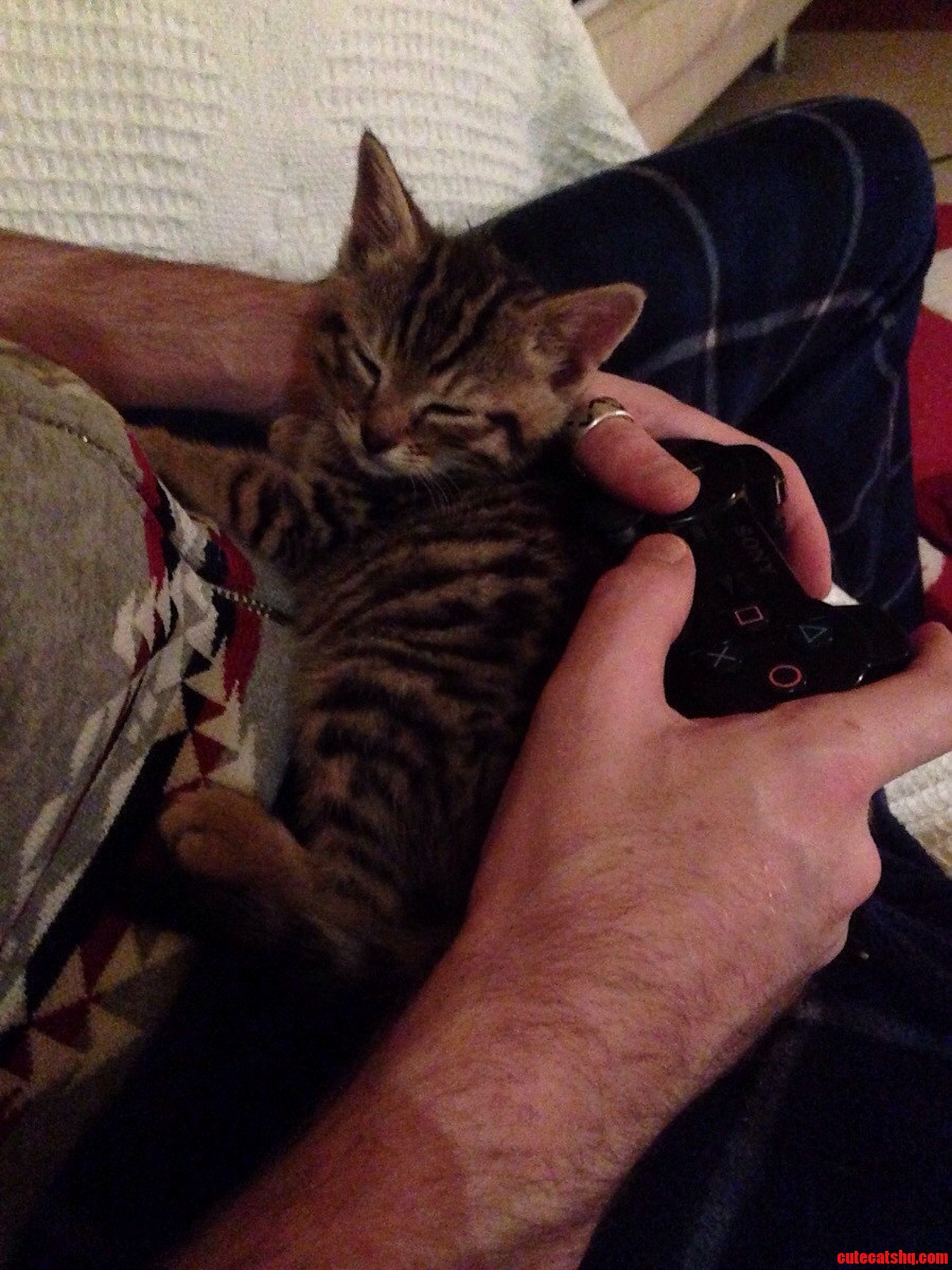 Last Mission in Gtav Beautiful New Little Kitten Life Is Great