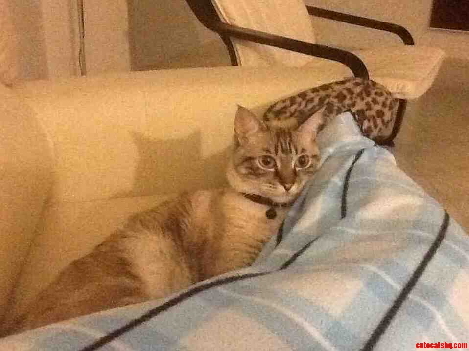 Lazy on a Cold Saturday Afternoon