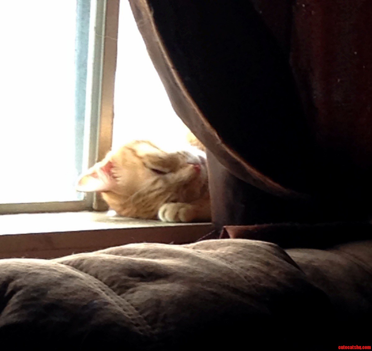 Lazy Sunday for My Cat