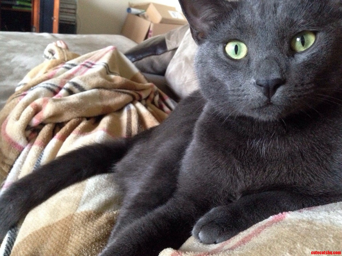 Leo Keeping My Baby Bump Warm