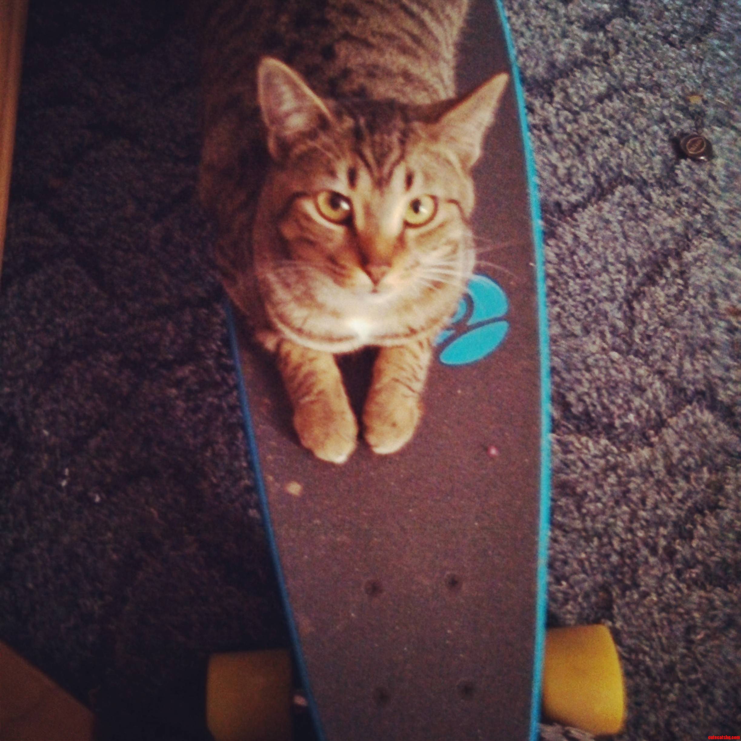 Lets Go Long Boarding Guys