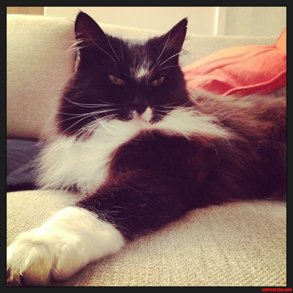 Like a Boss