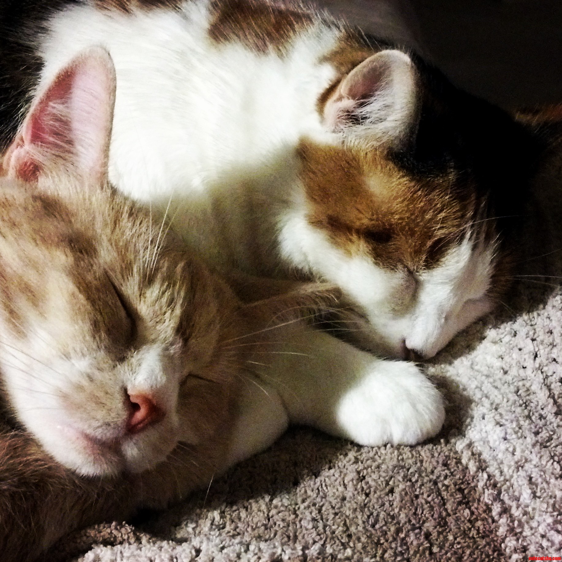 Like Mother Like Daughter.