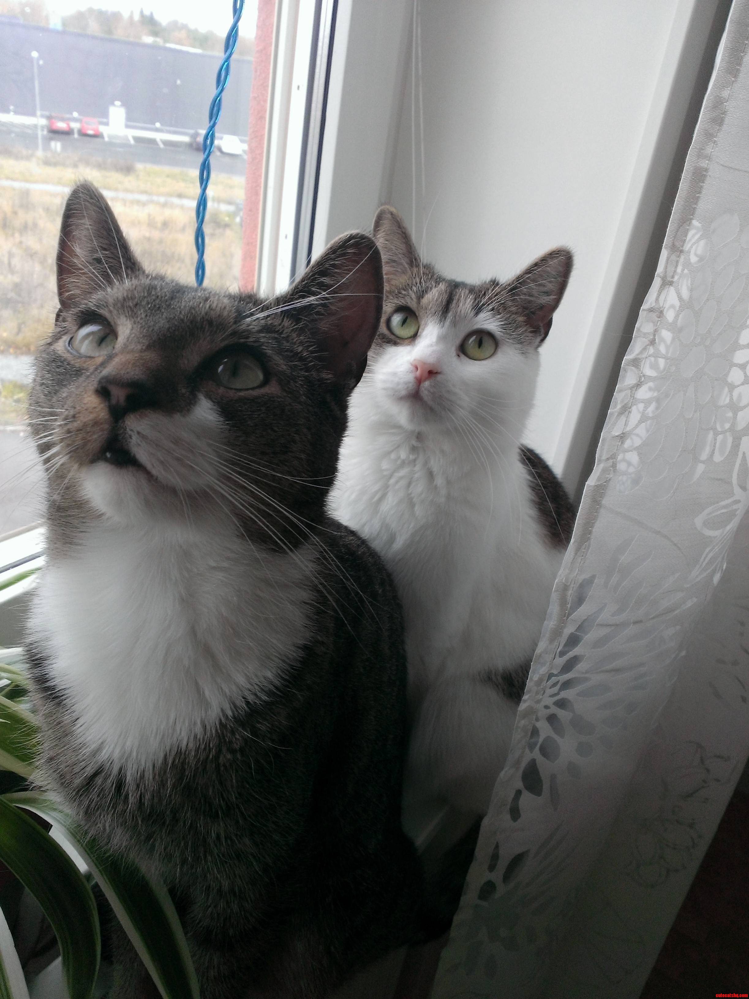 Like Mother Like Son