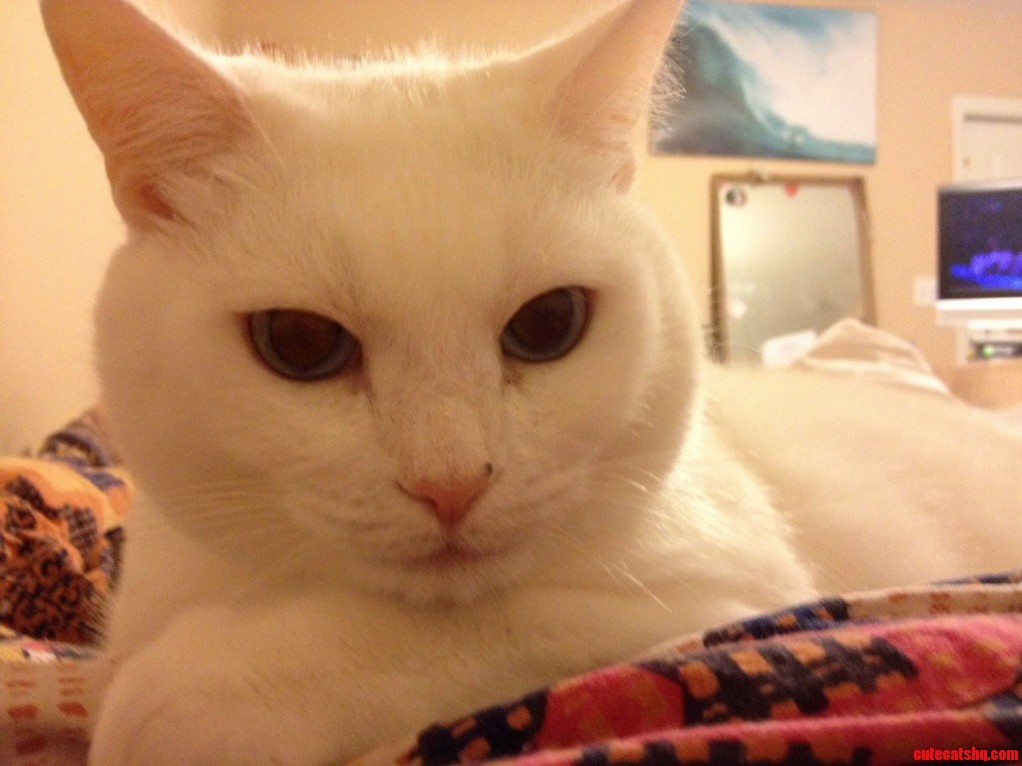 Lilly