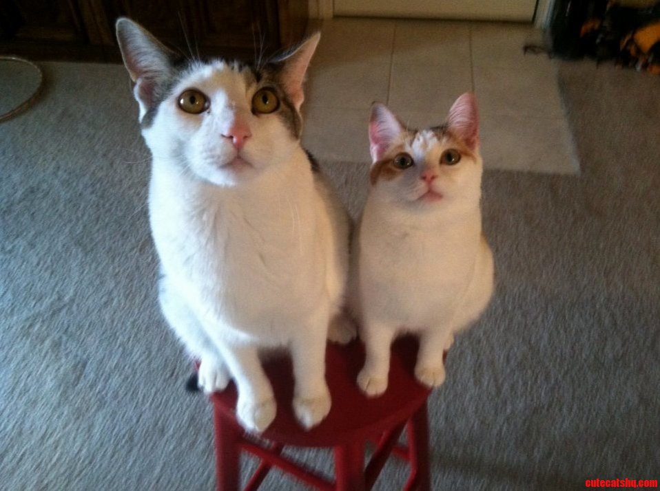 Little and Large Both Fully Grown