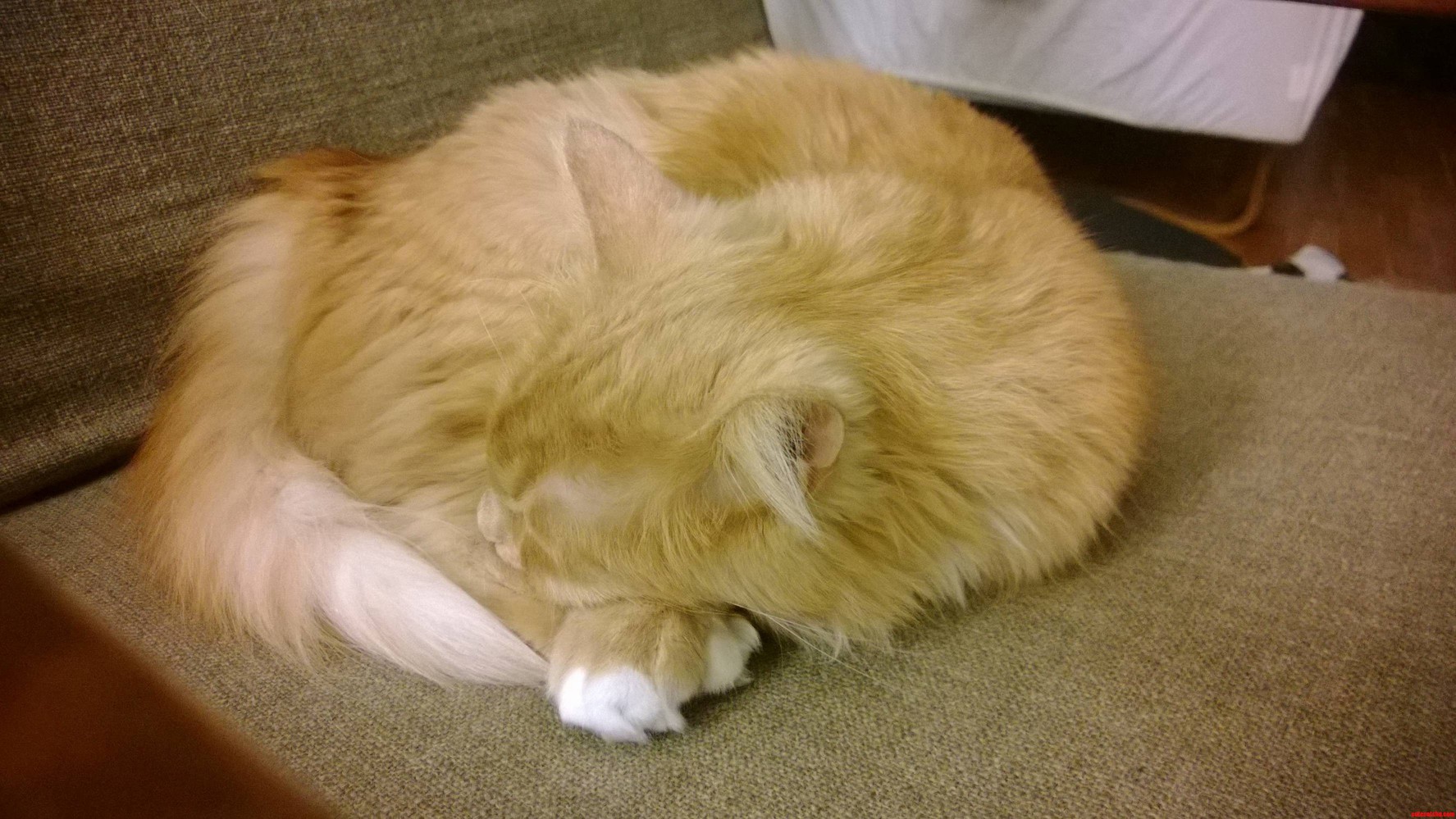Little Ball of Fur..