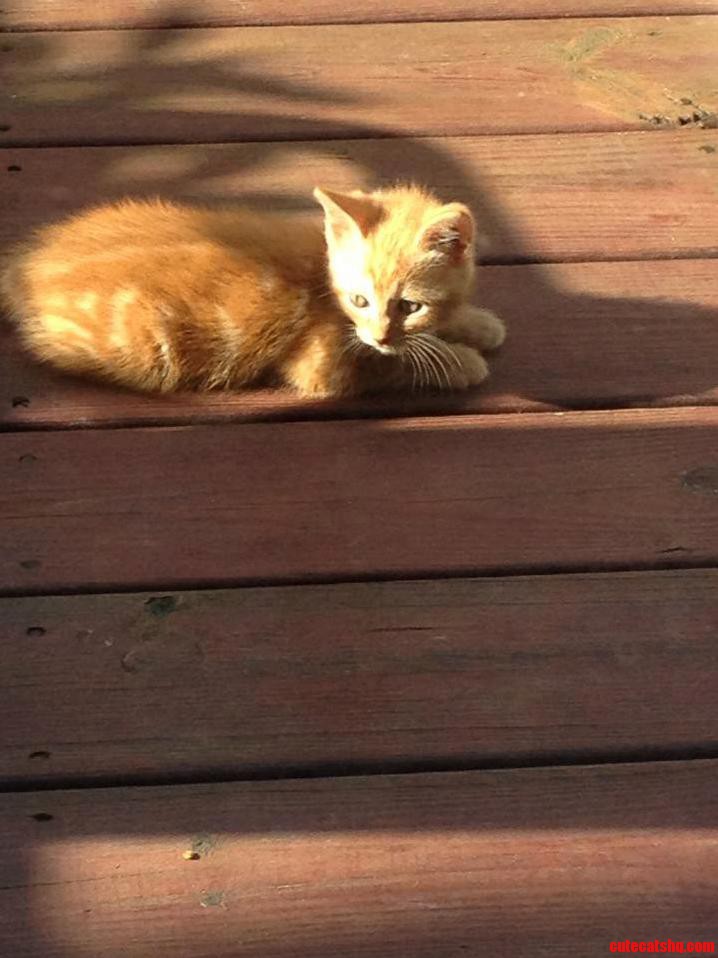 Little Feral Kitten on the Deck