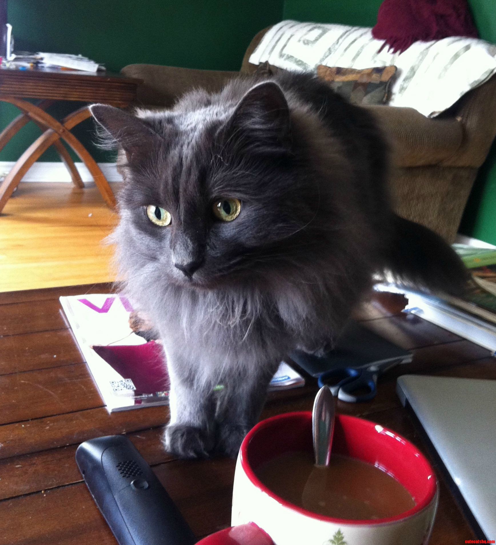 Little Holly