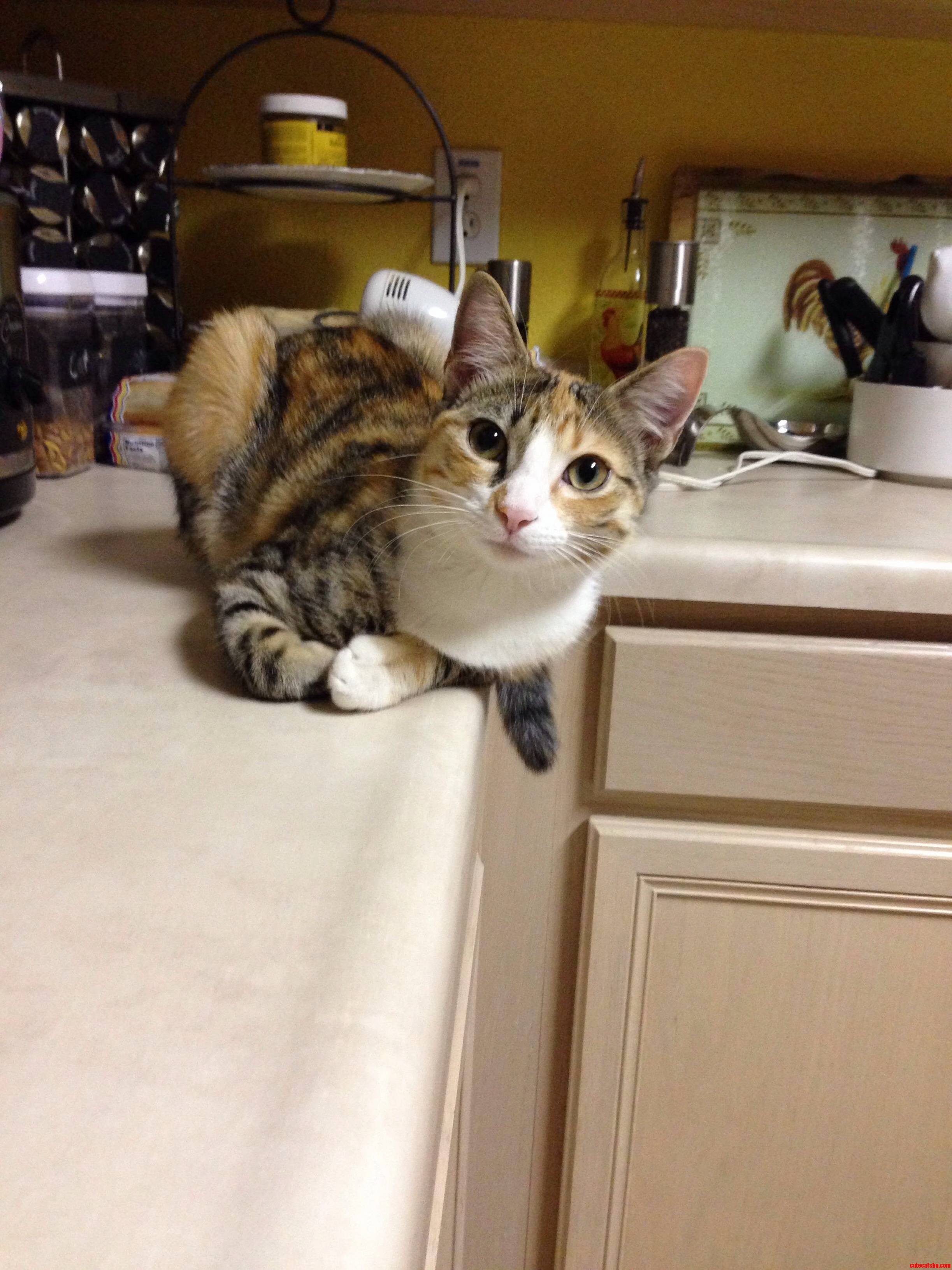 Little Miss Casual Watching Me Do the Dishes.