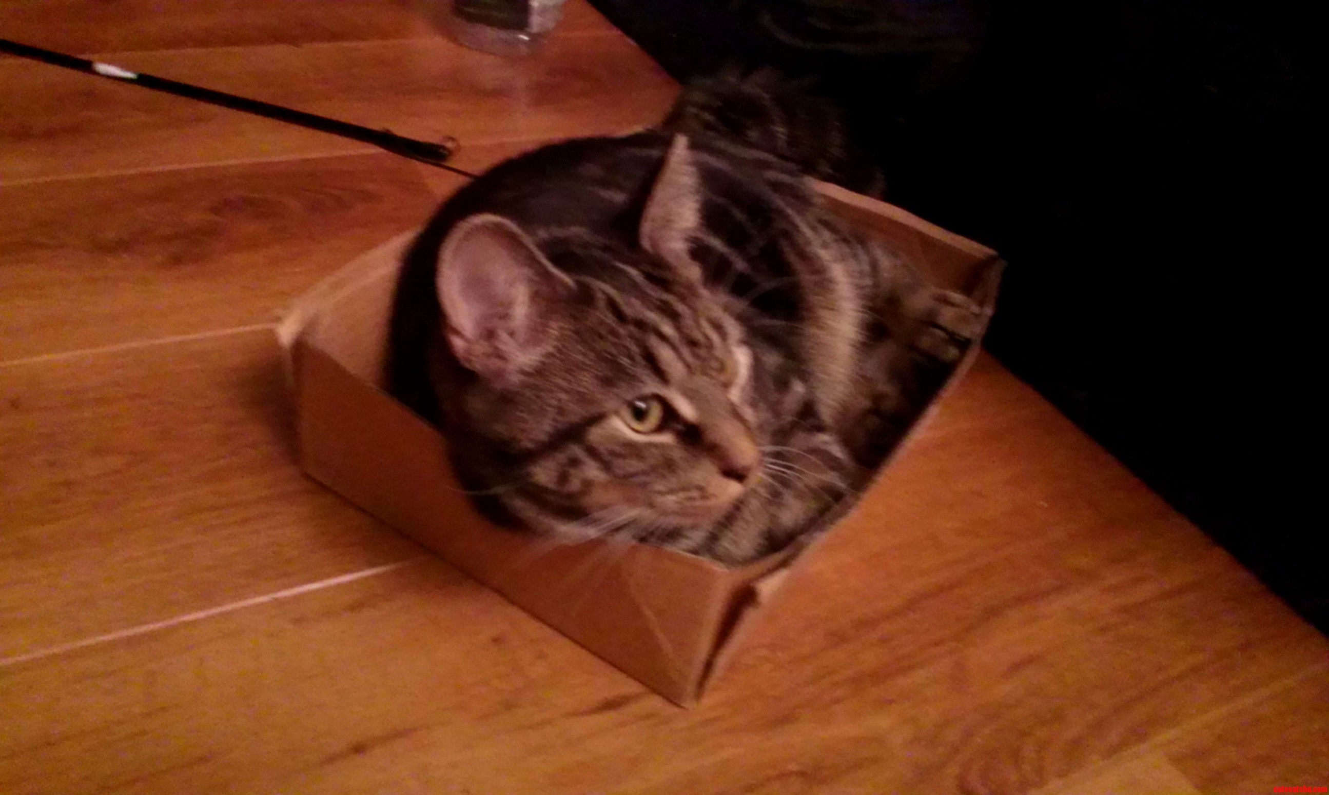 Logan Aged 7 Months Still Convinced He Can Fit in the Box He Had at 10 Weeks.