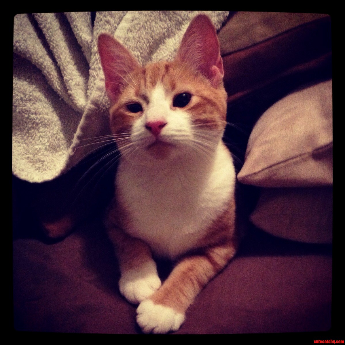 Logo Wants You to Play in Her Pillow Fort.