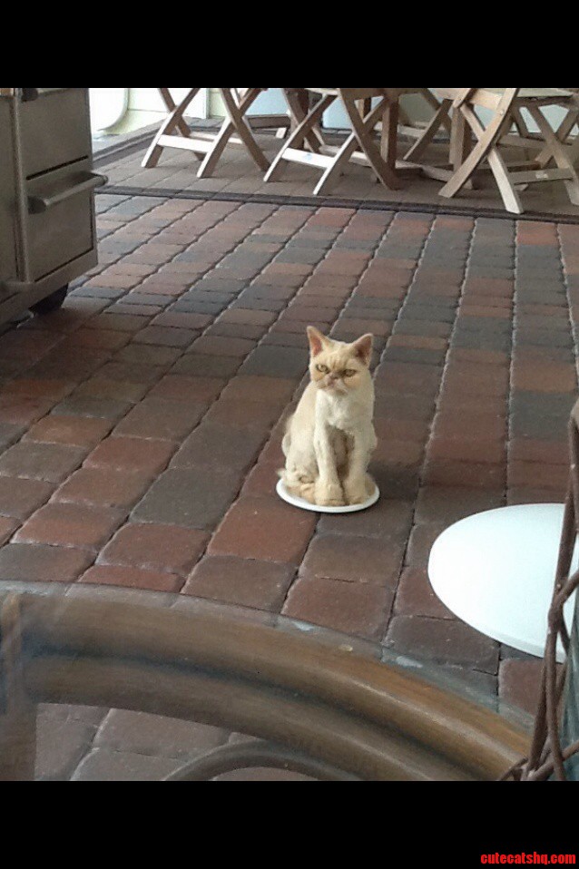 Lola Says This Plate Now Belongs to Her.