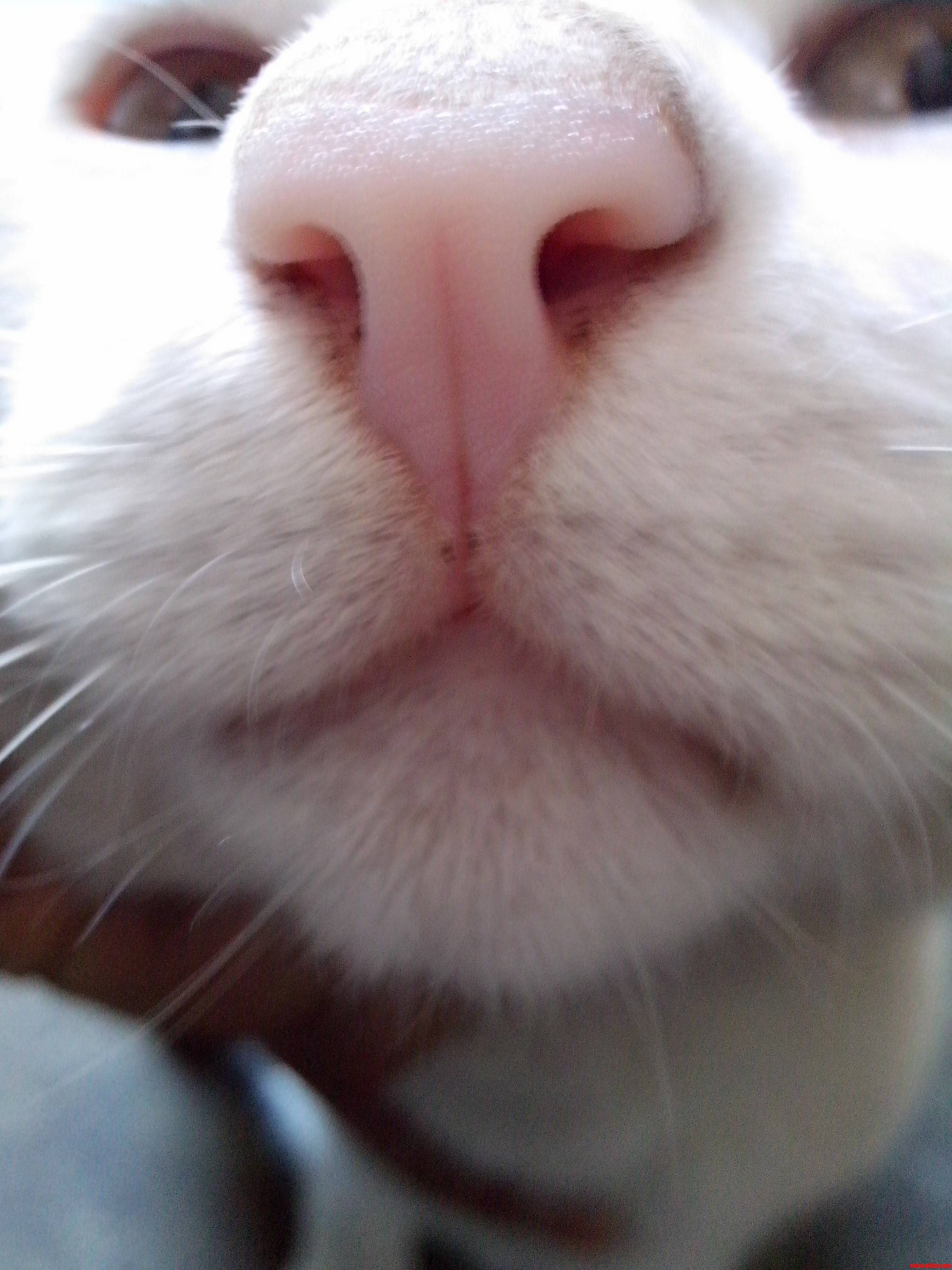 Look at My Kitty I Said Look at Him