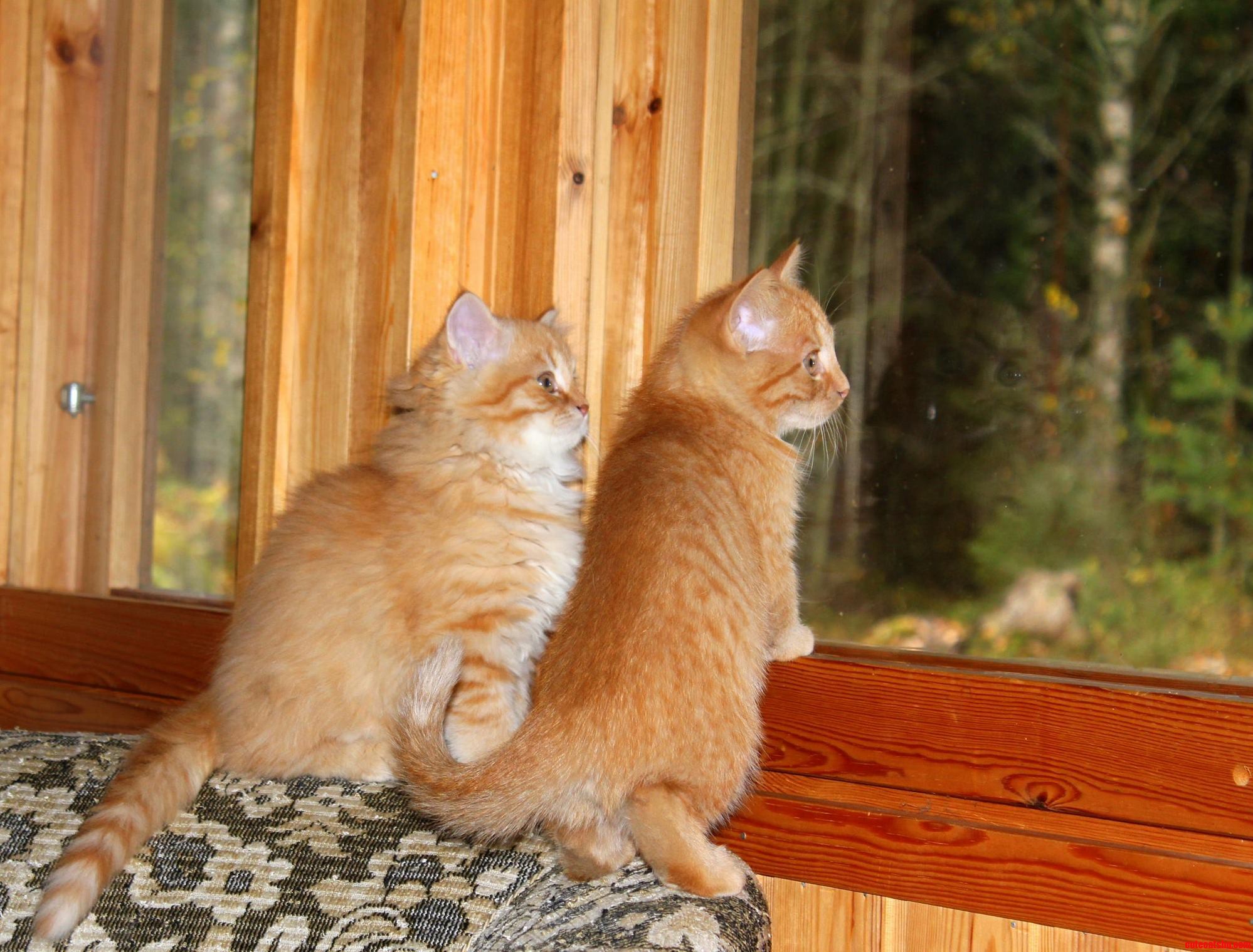 Look There Are Birds