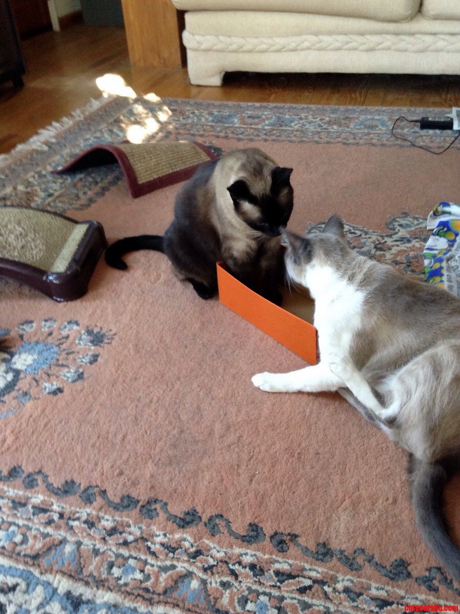 Look. Im Trying to Fit So I Can Sit Go Away