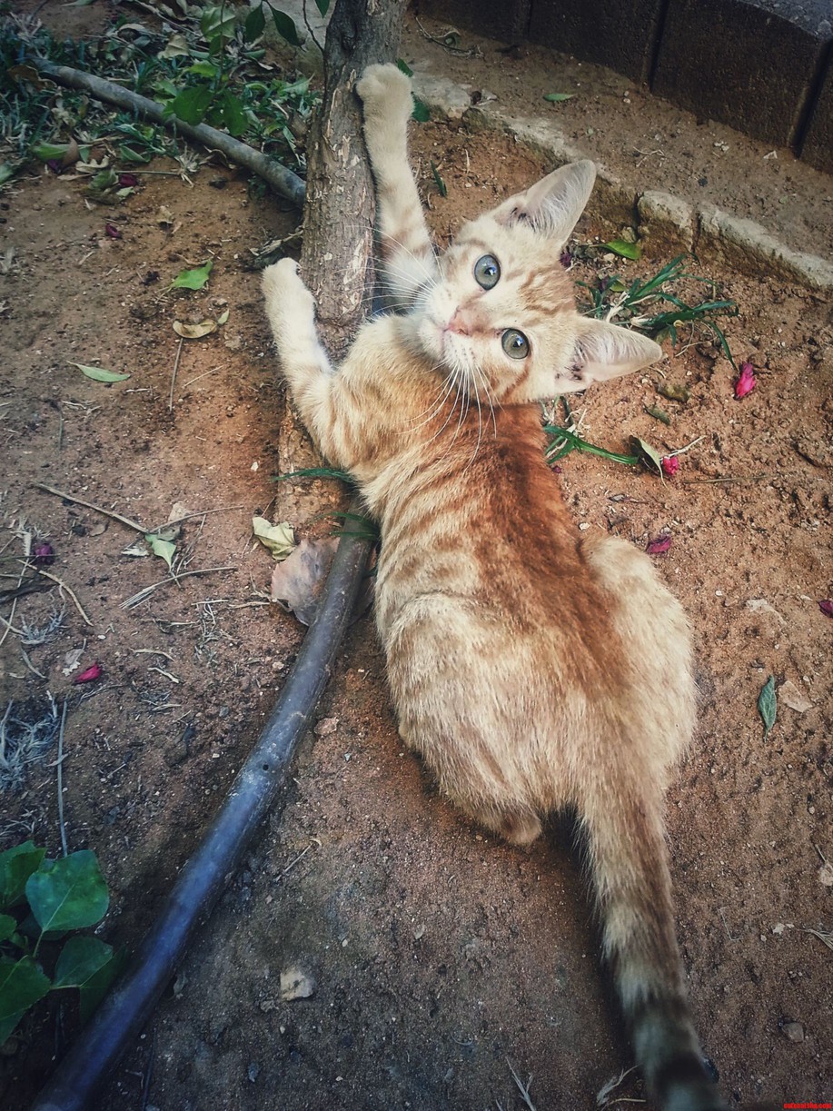 Louie My New Cat Model Friend in Israel.