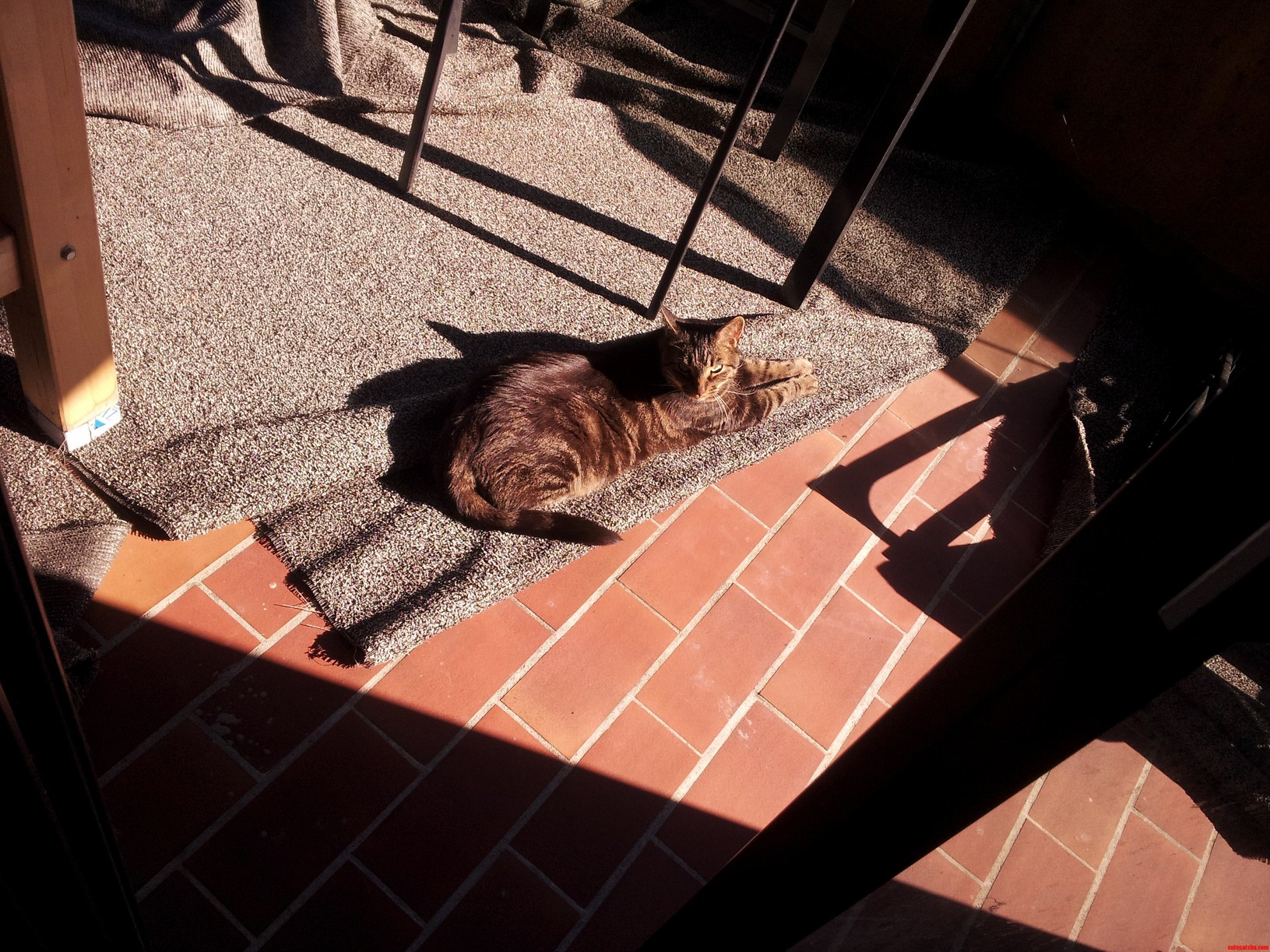 Lounging in the Autumn Sun