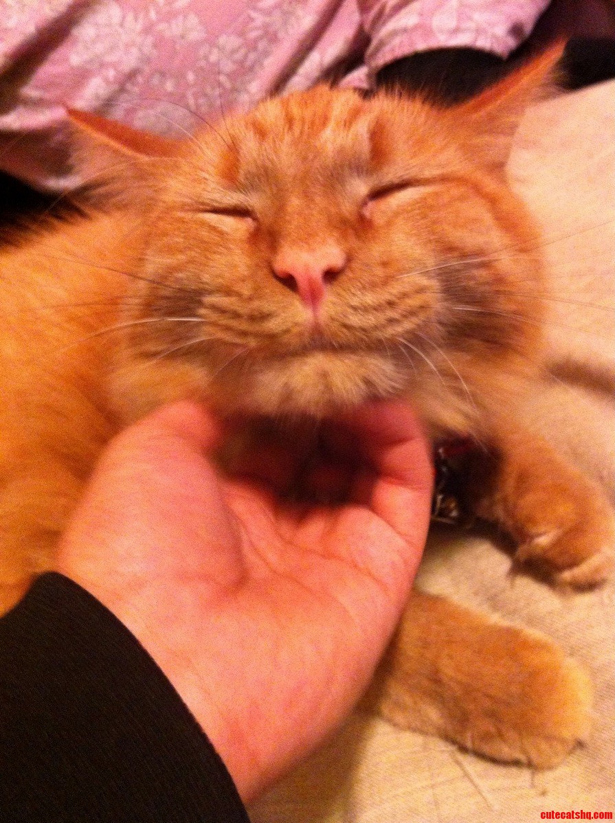 Luke Loves Neck Scratches