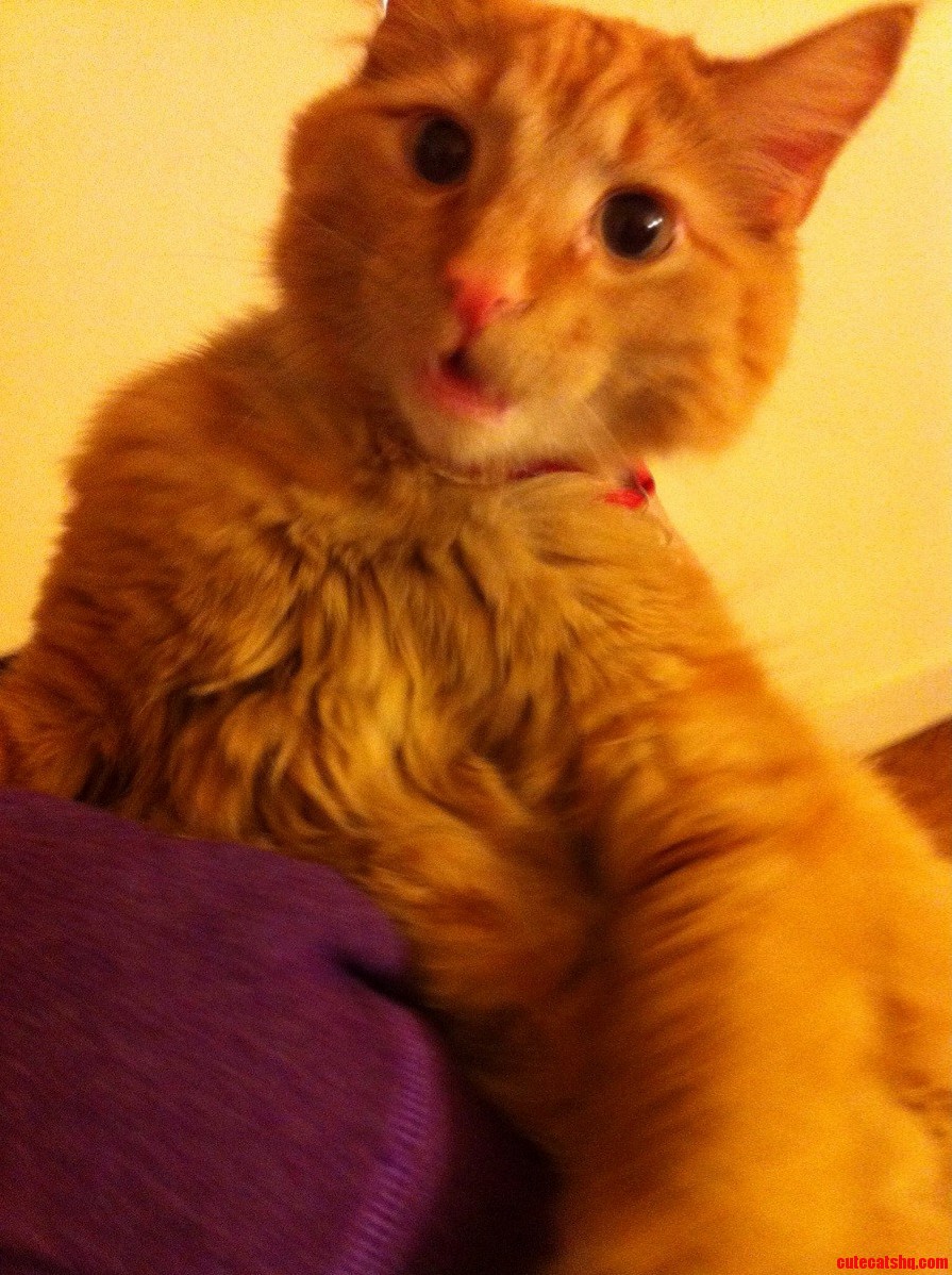Luke Meowing About Something Haha