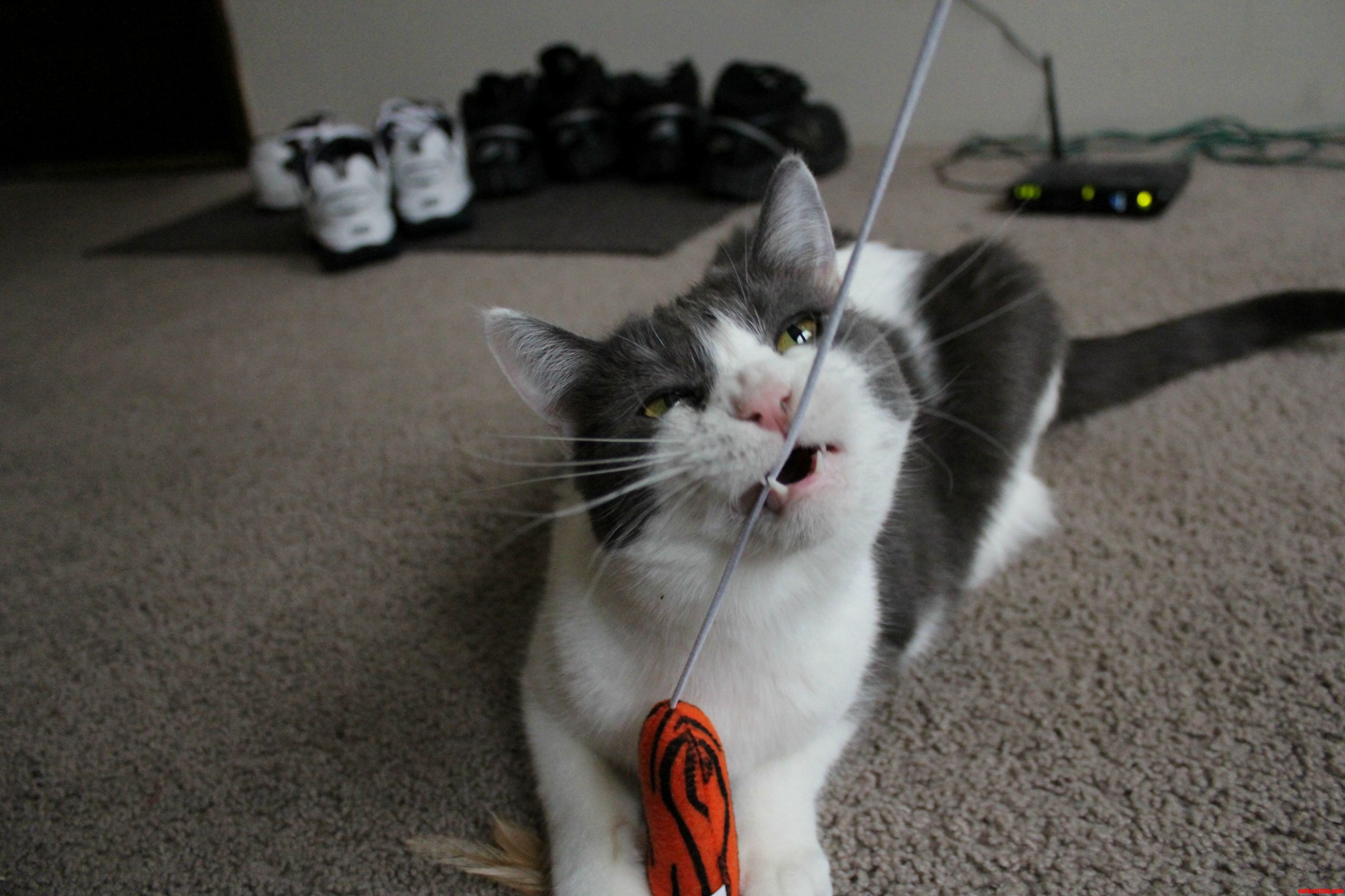 Lula Chewing on Toy