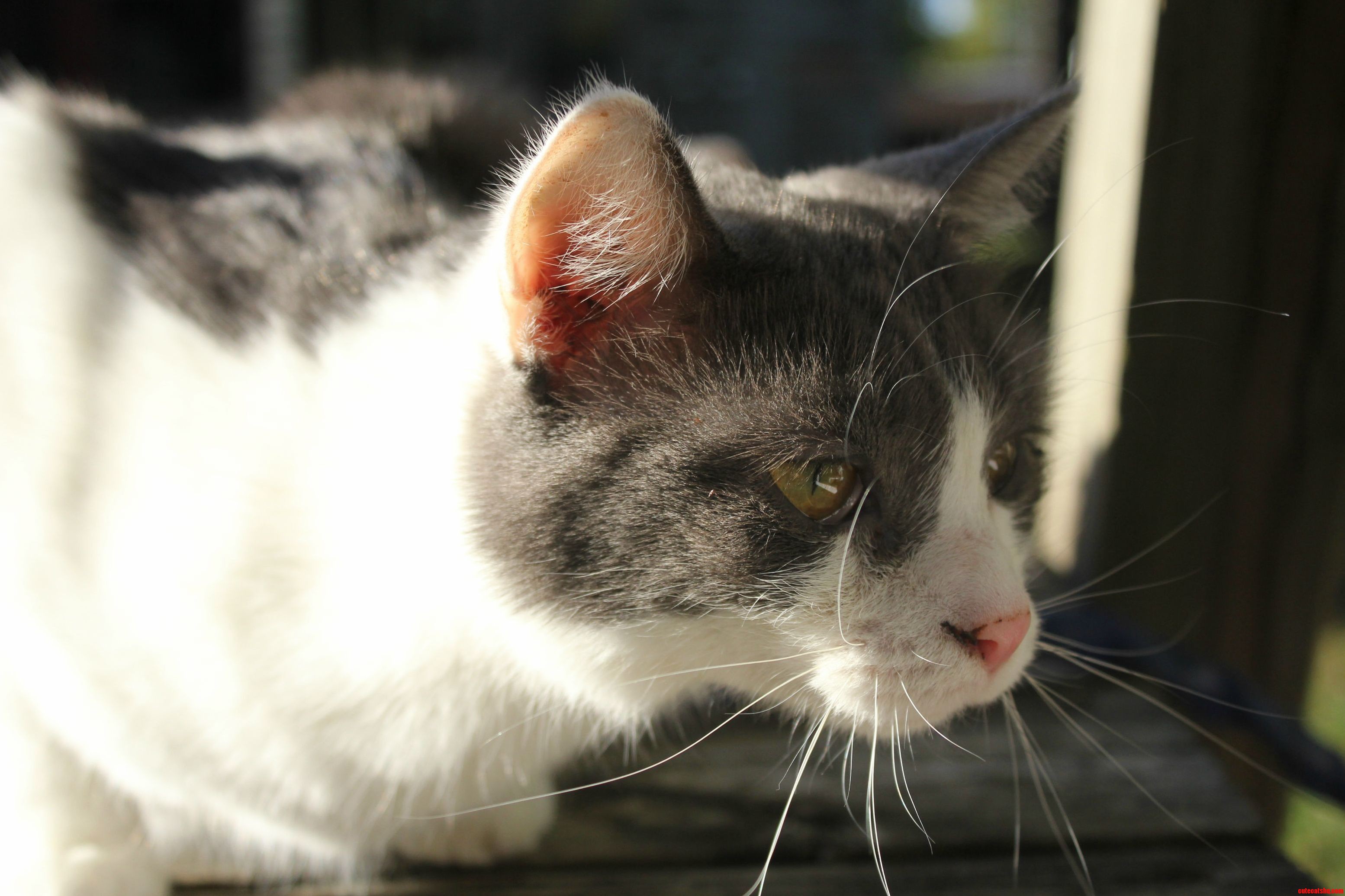 Lula Outside for the First Time