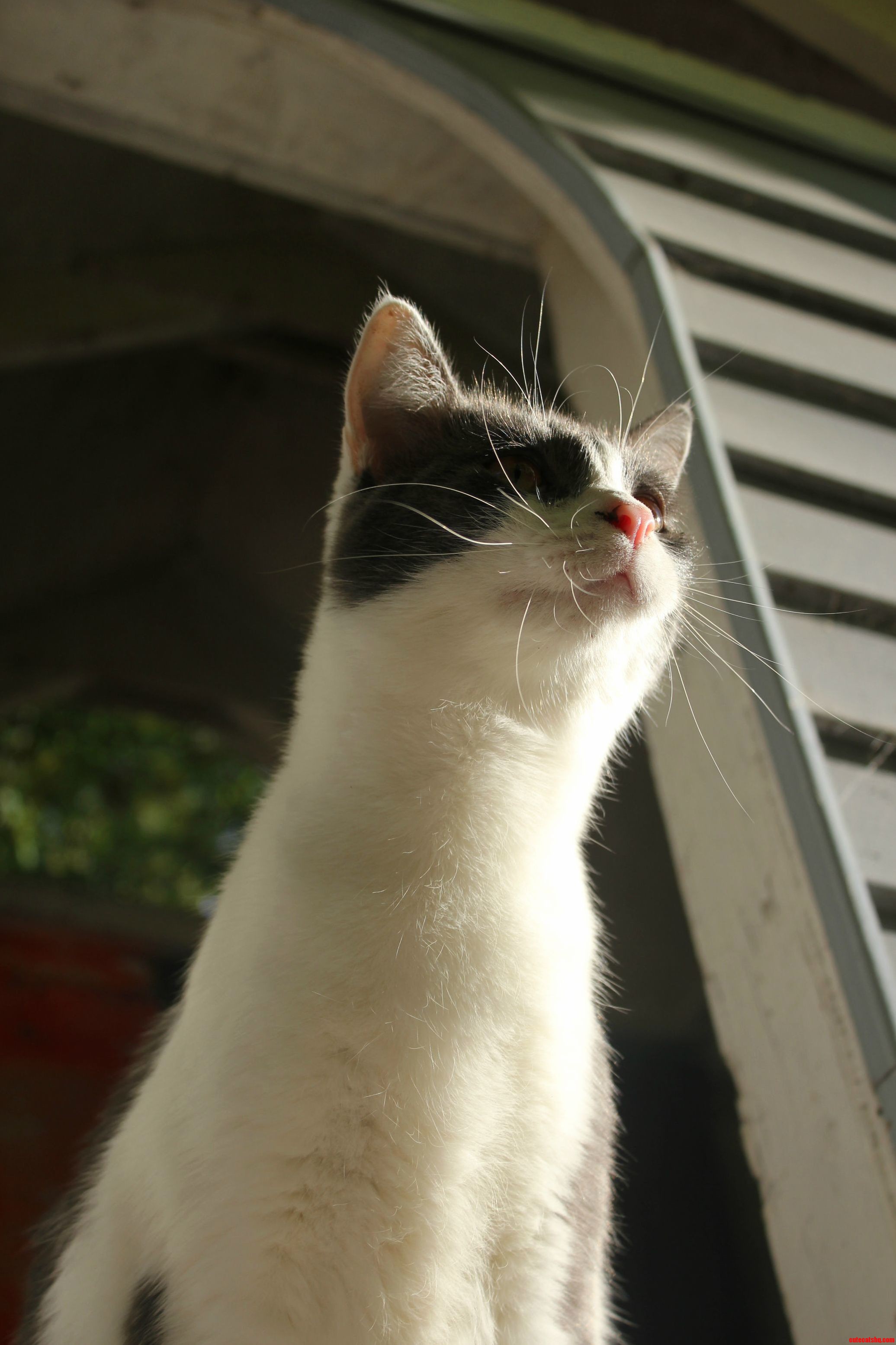 Lulas Long Neck