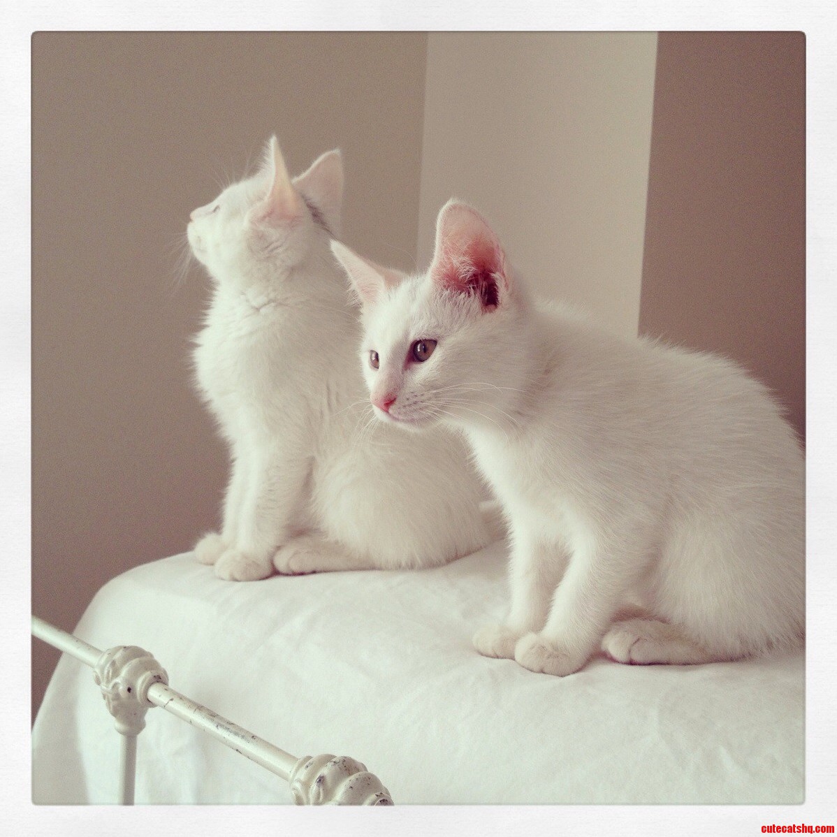 Luna and Loki. Theyre Goofy but They Sure Are Cute.