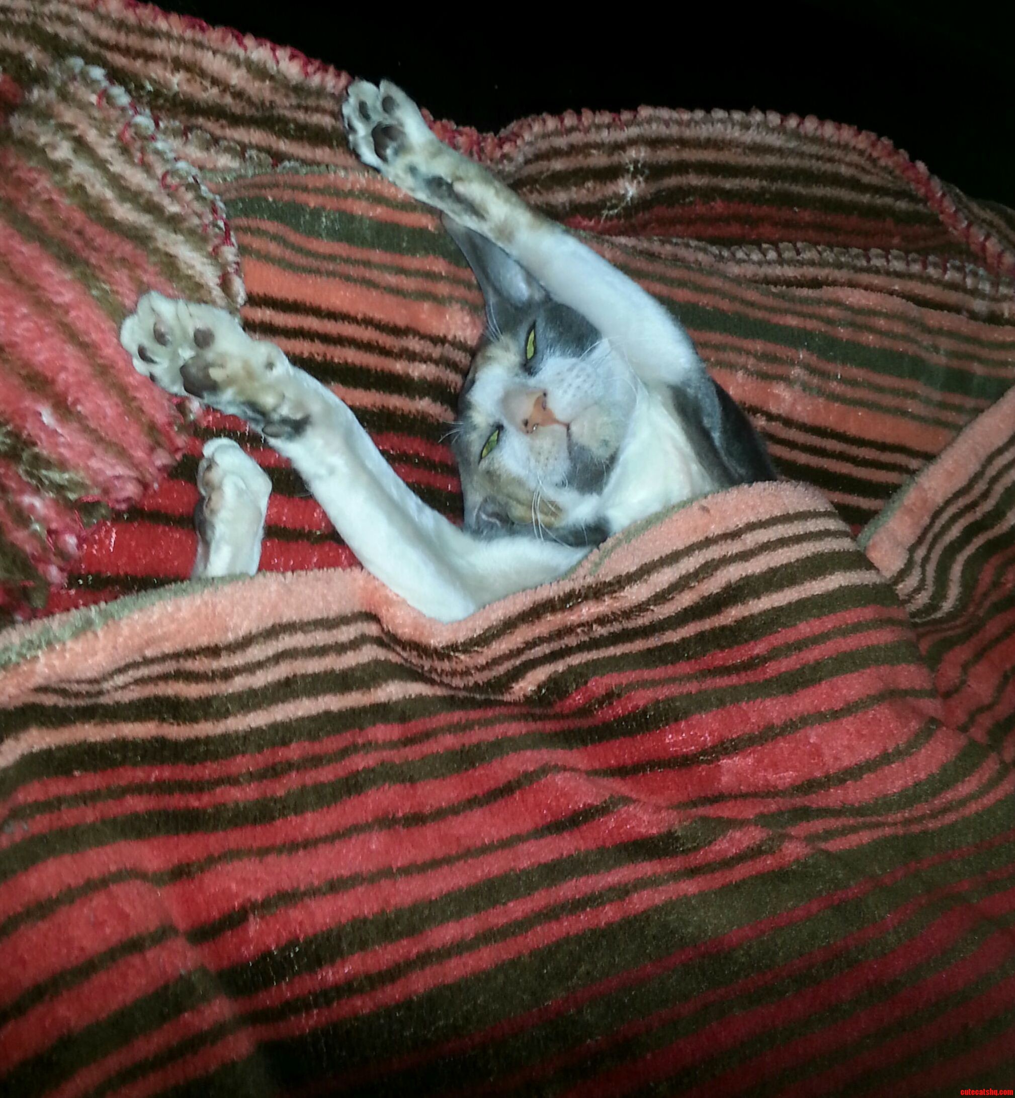 Luna Comfortably Creepy