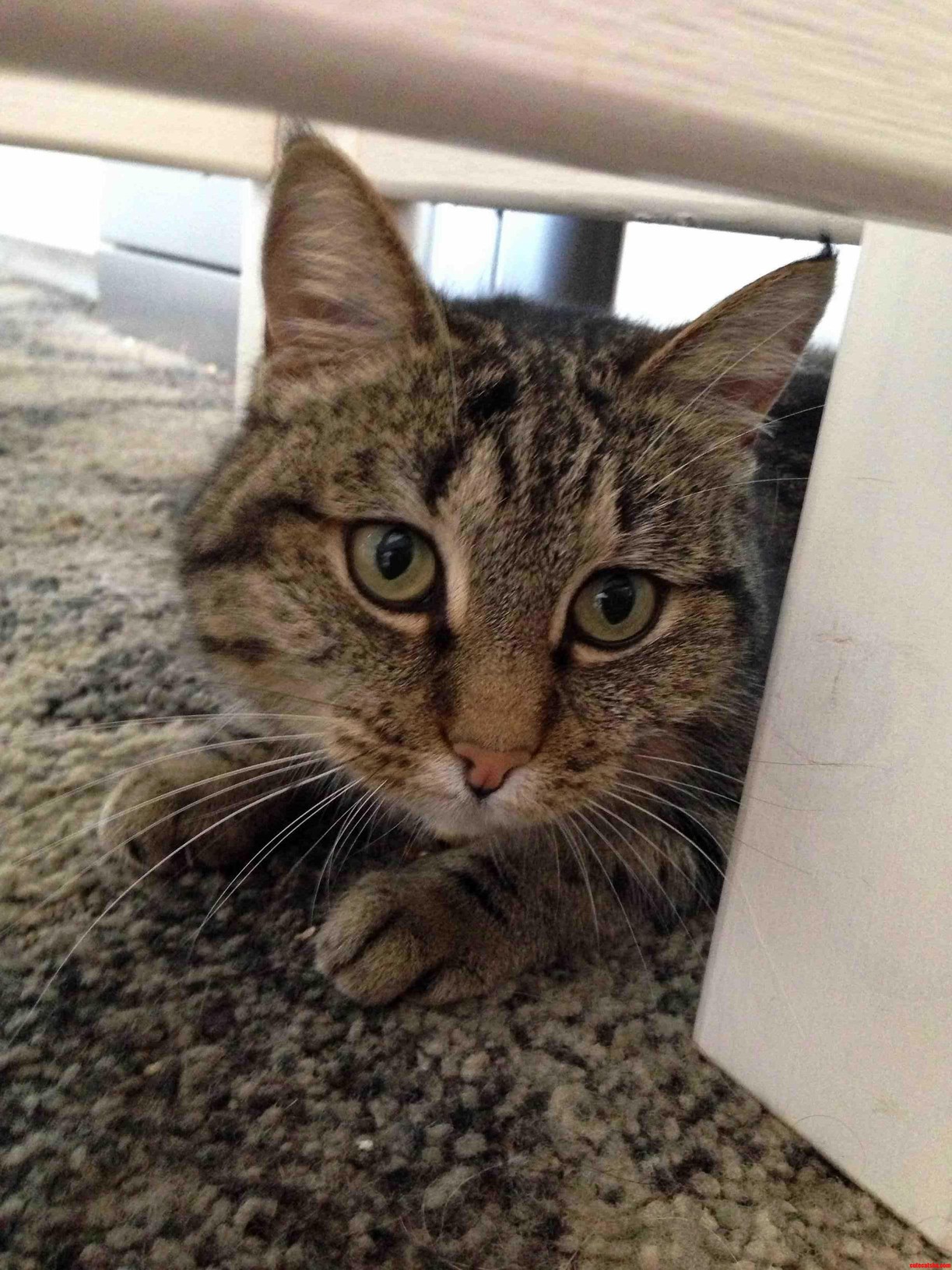 Luna Playing Hide and Seek
