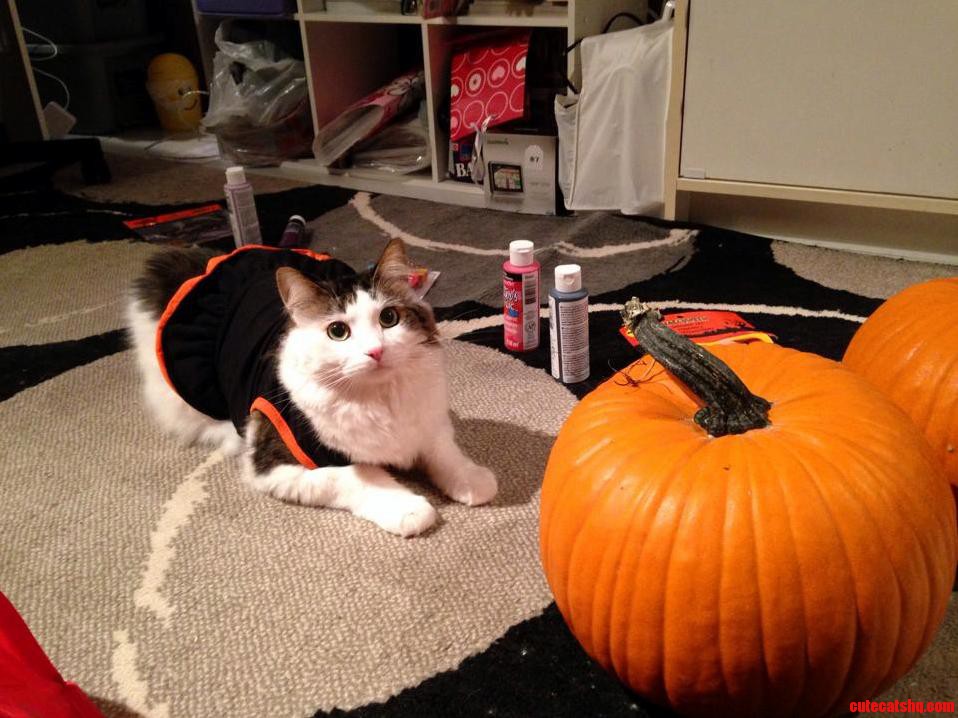 Mac in His Halloween Get-up