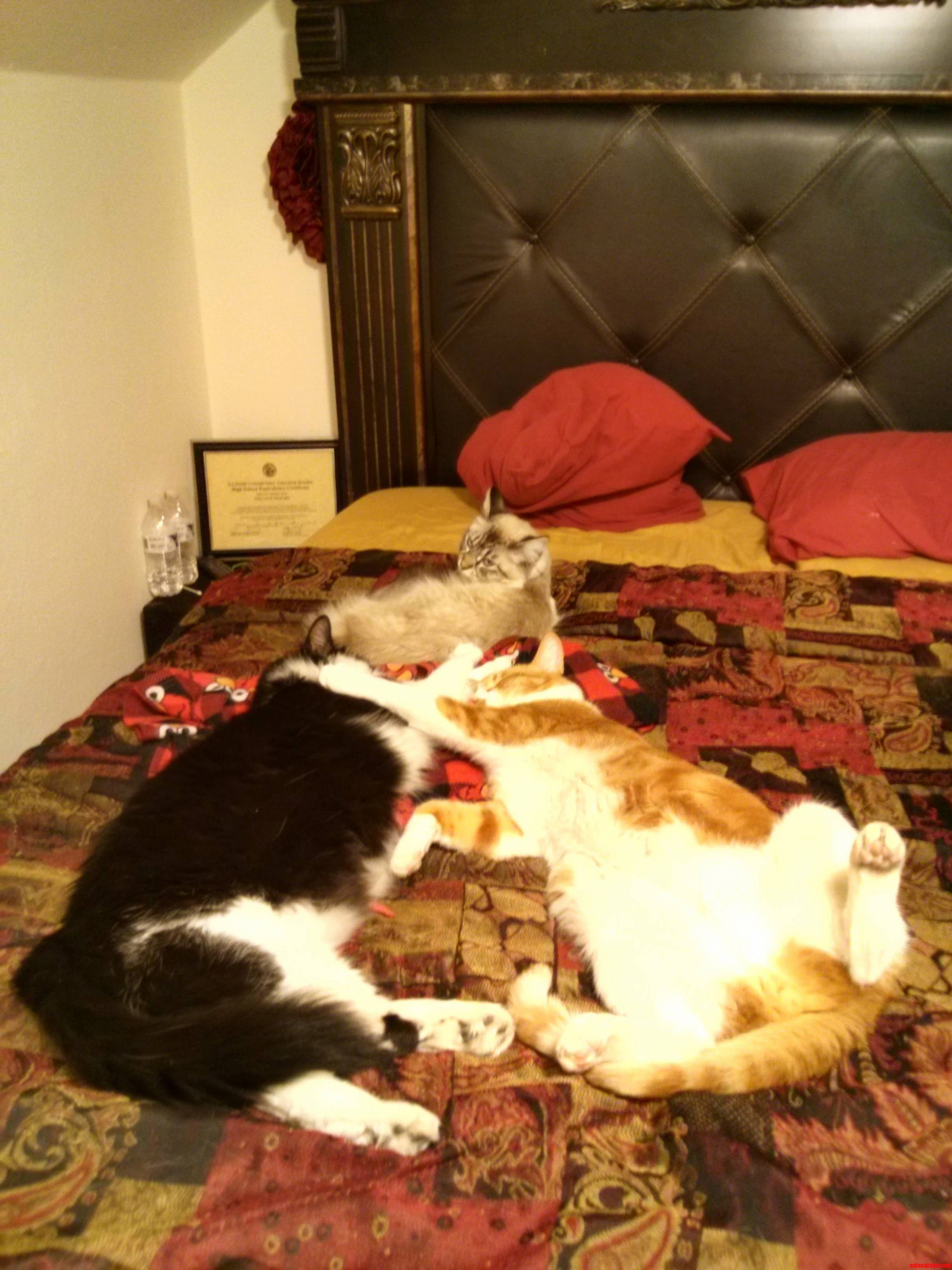 Macy Theodore and Gucci