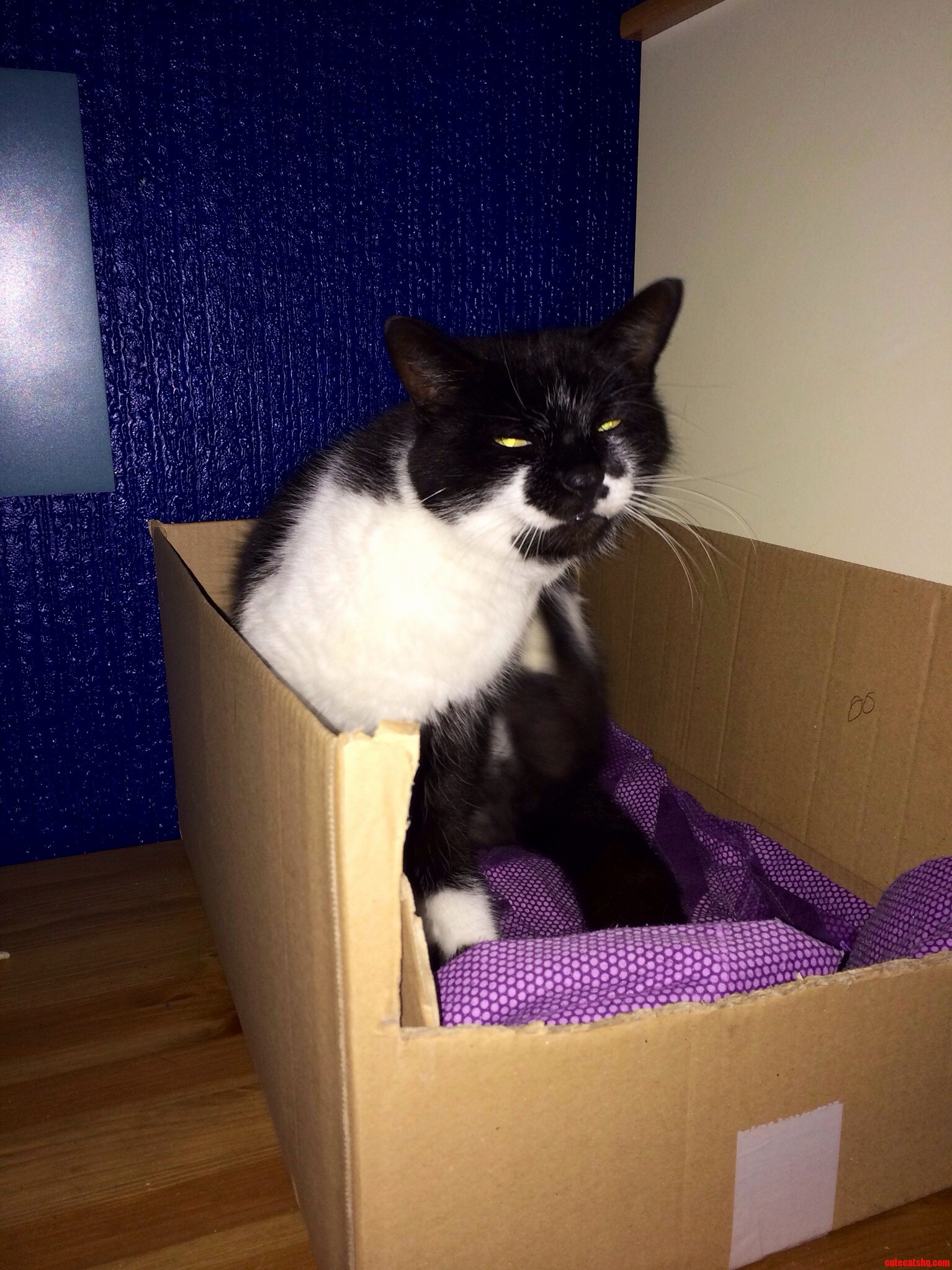 Made a Cat Trap and Caught a Cat