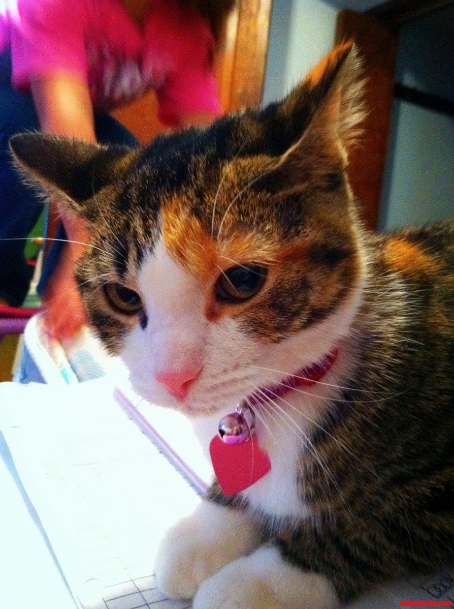 Made a New Friend at Work Today. Meet Lucky