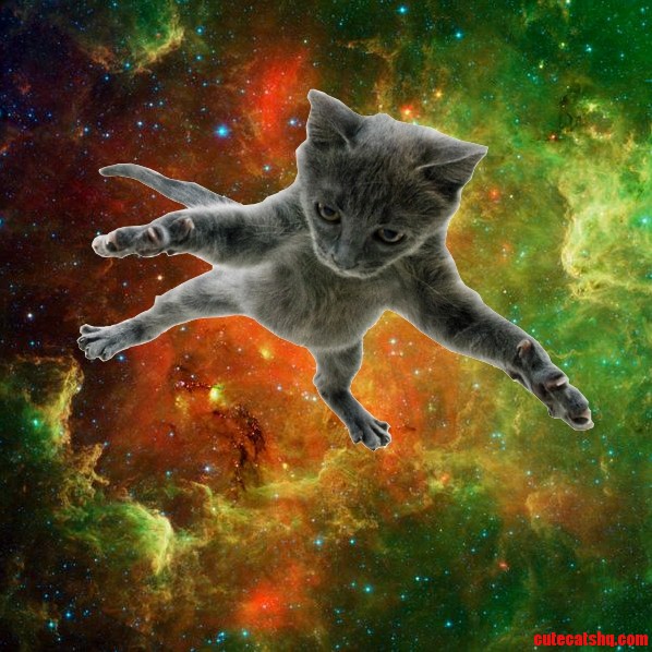 Made This. What Does Rcats Think
