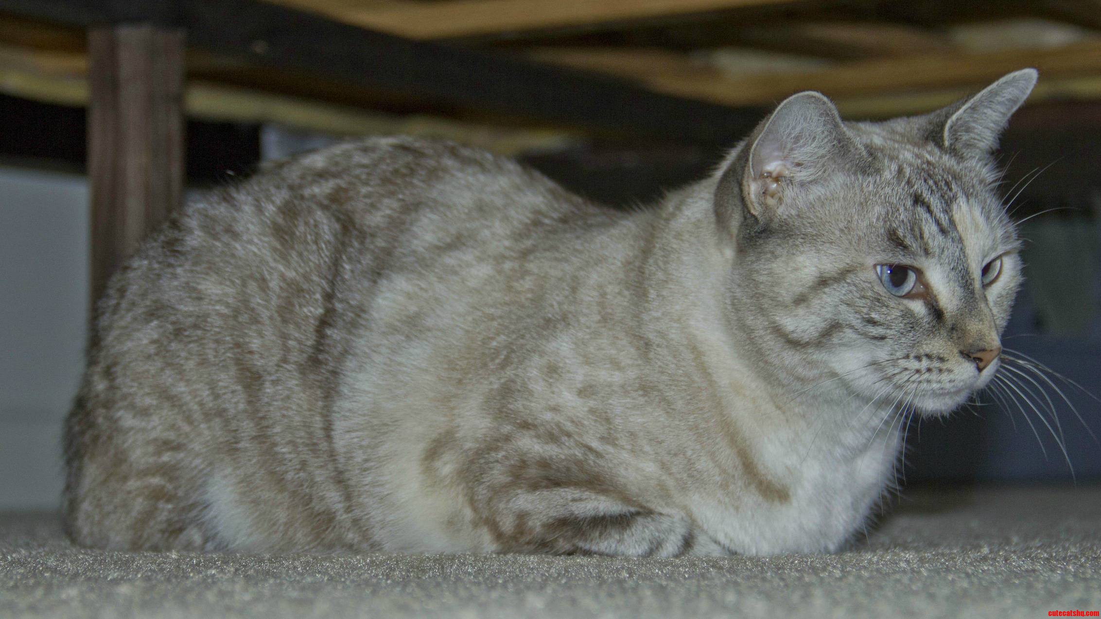 Mah Baby Ducky Chillin Under the Bed...