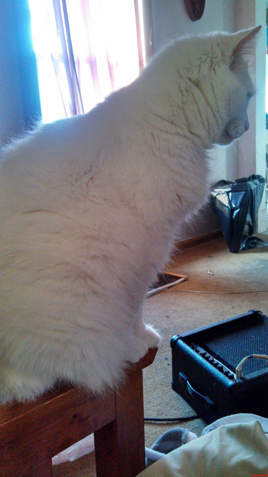 Majestic Kitty. Waiting on His Food.