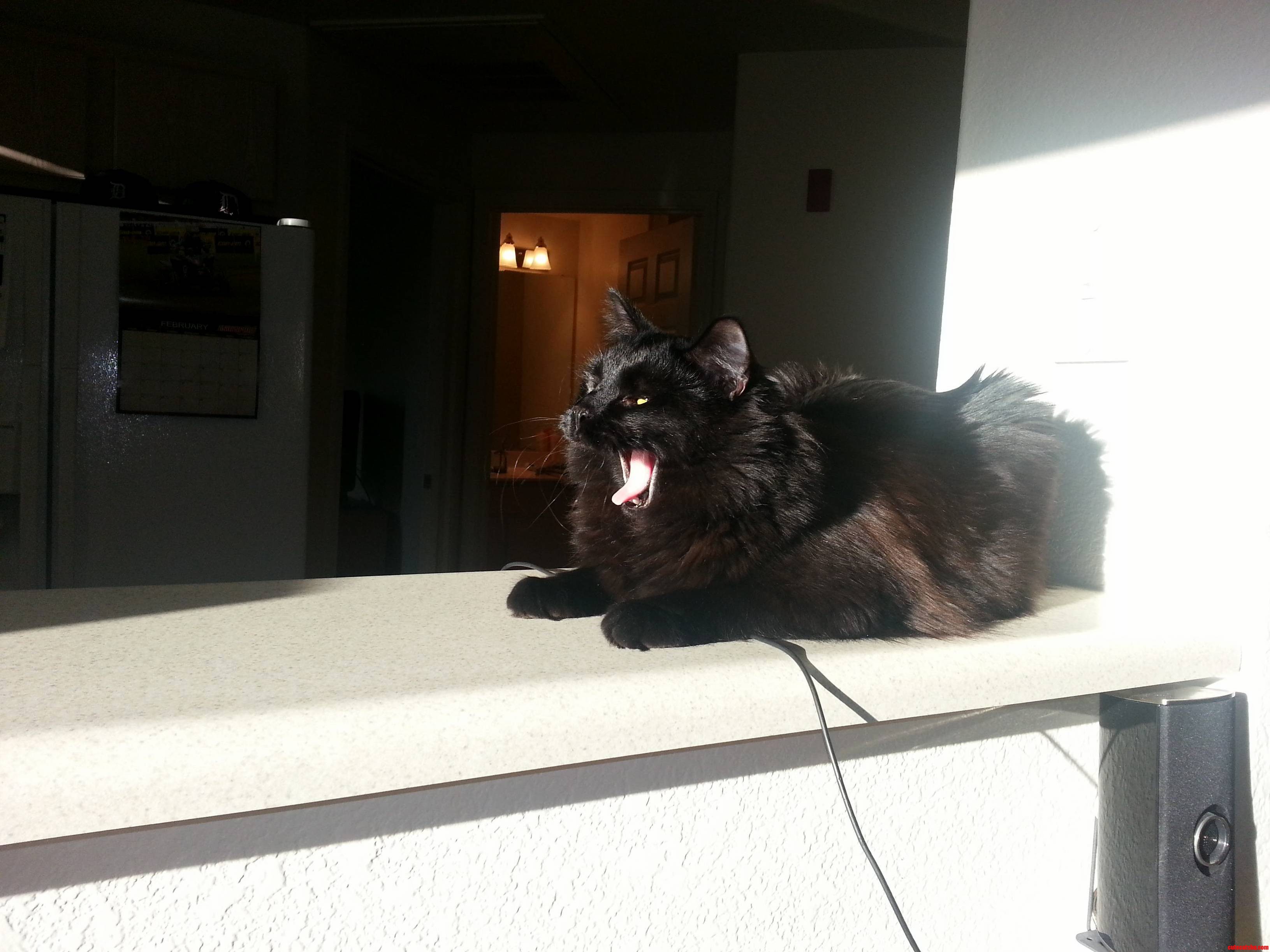 Majestic