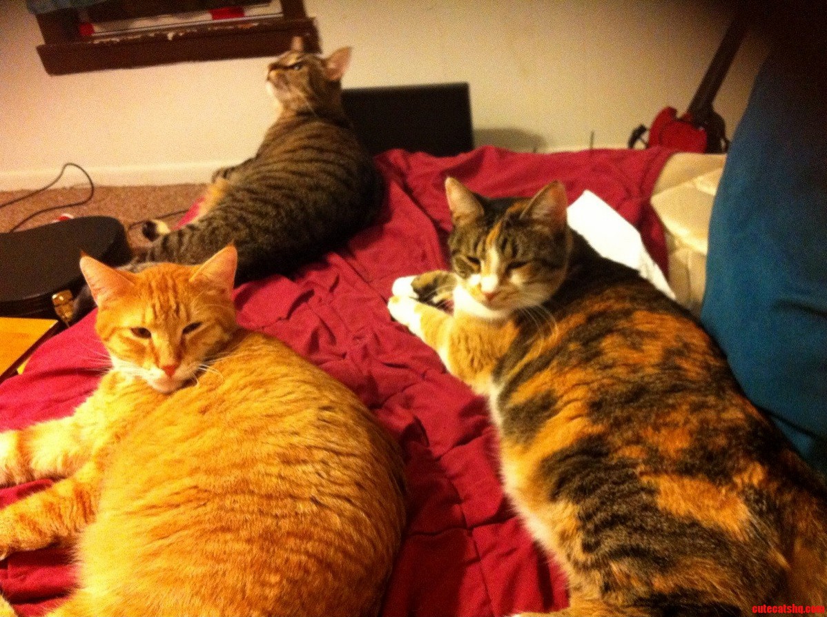 Mama Calico and Her Grown Babies